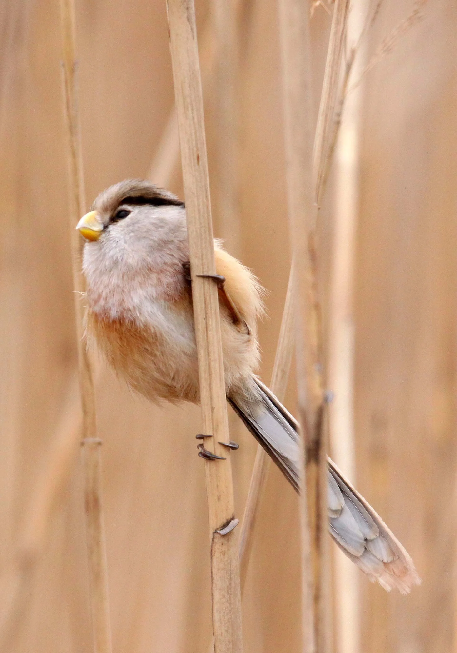 BIRD - PARROTBILL - REED PARROTBILL - YANCHENG CHINA (4).JPG