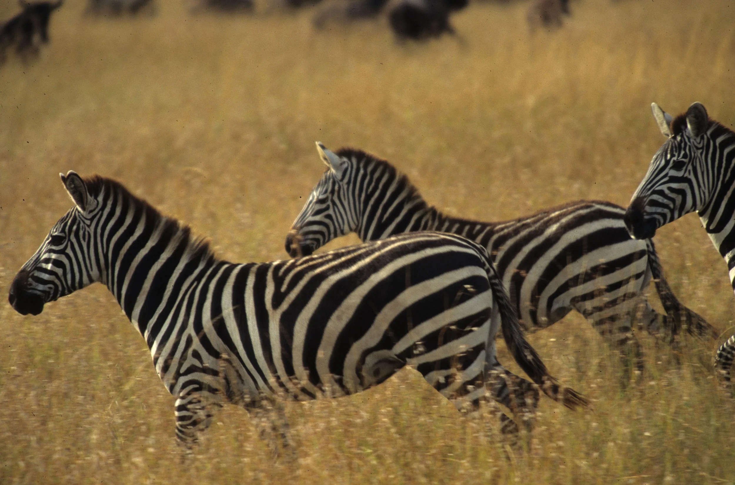 EQUIN - ZEBRA - COMMON - SERENGETI (32).jpg
