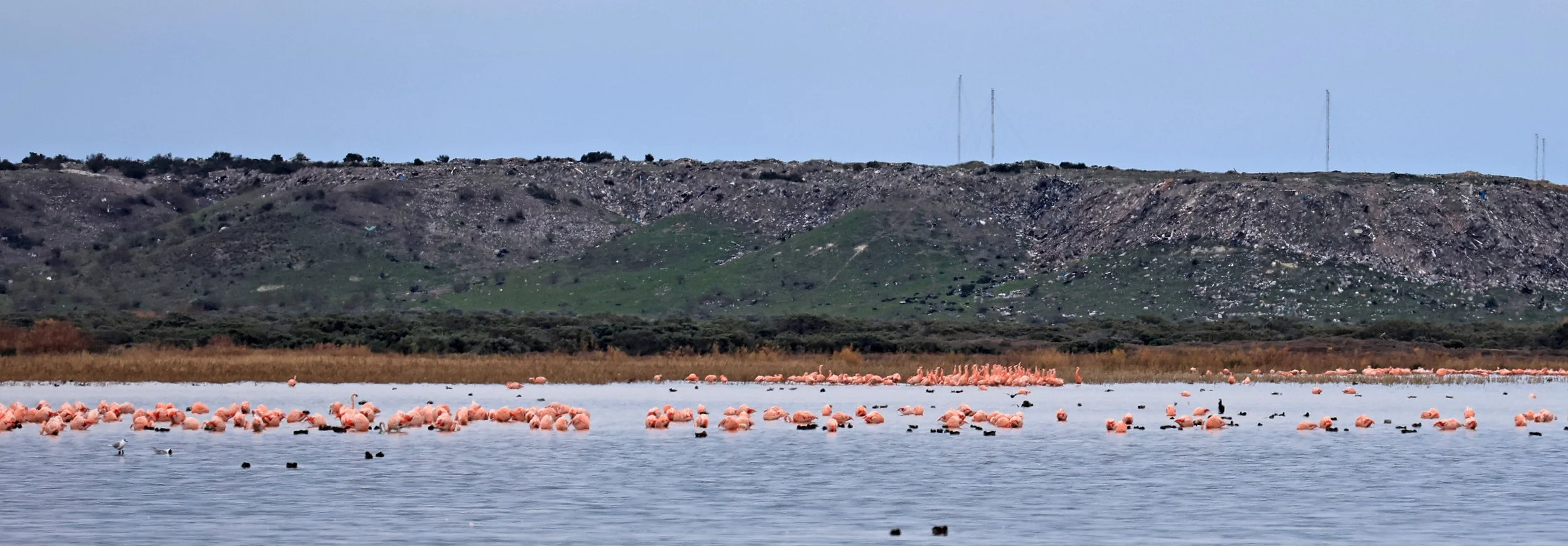 Chilean Flamingo (Phoenicopterus chilensis) Lagunas del Ornitólogo, Trelew Argentina (111).jpg