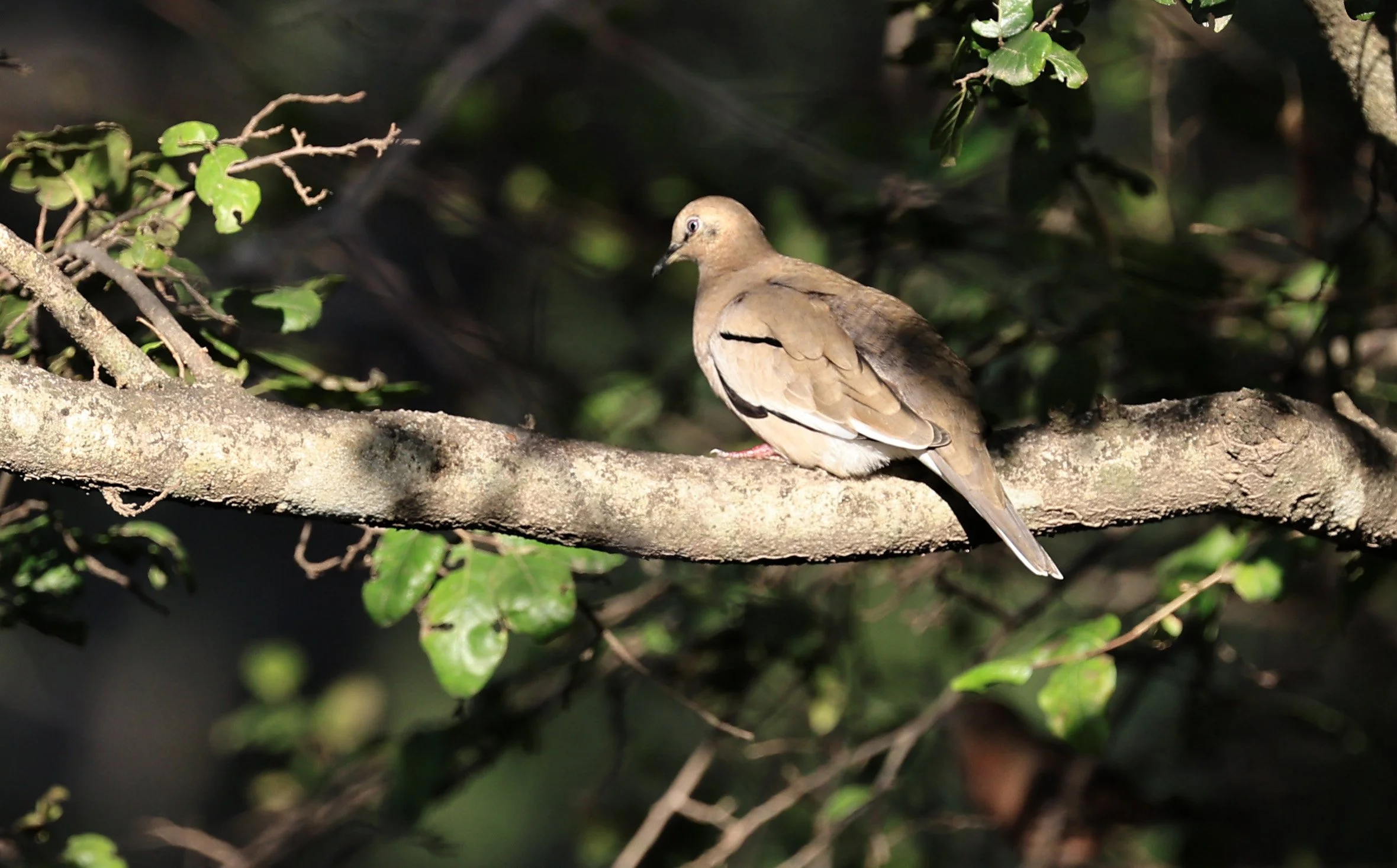 Eared Dove (Zenaida auriculata) Hotel Campestre Iparoma Paraguay  (7).jpg