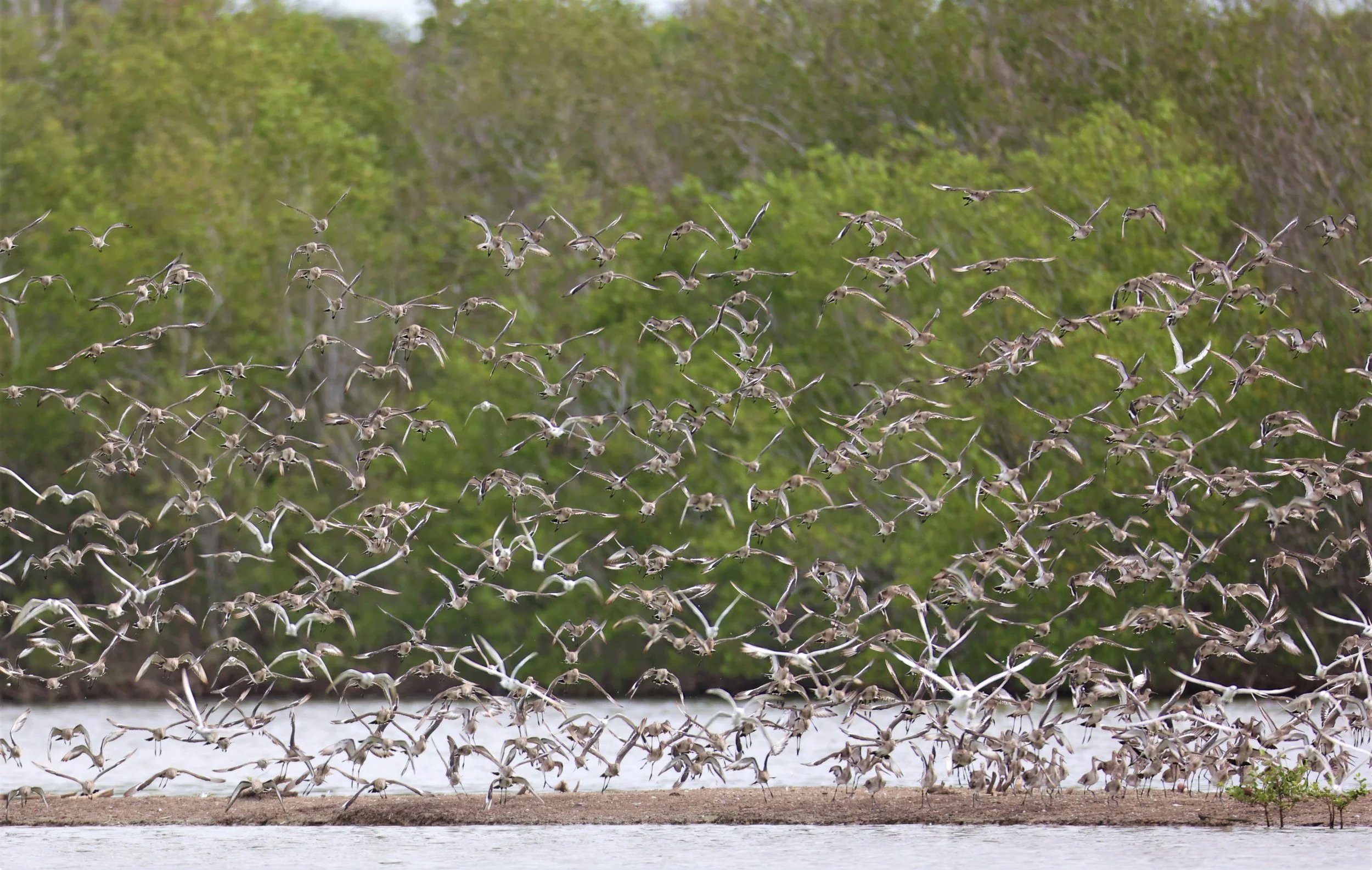 GODWIT - BLACK-TAILED GODWIT - Limosa limosa - BANG PU MANGROVE FOREST 13 OCT 2021 (3).jpg