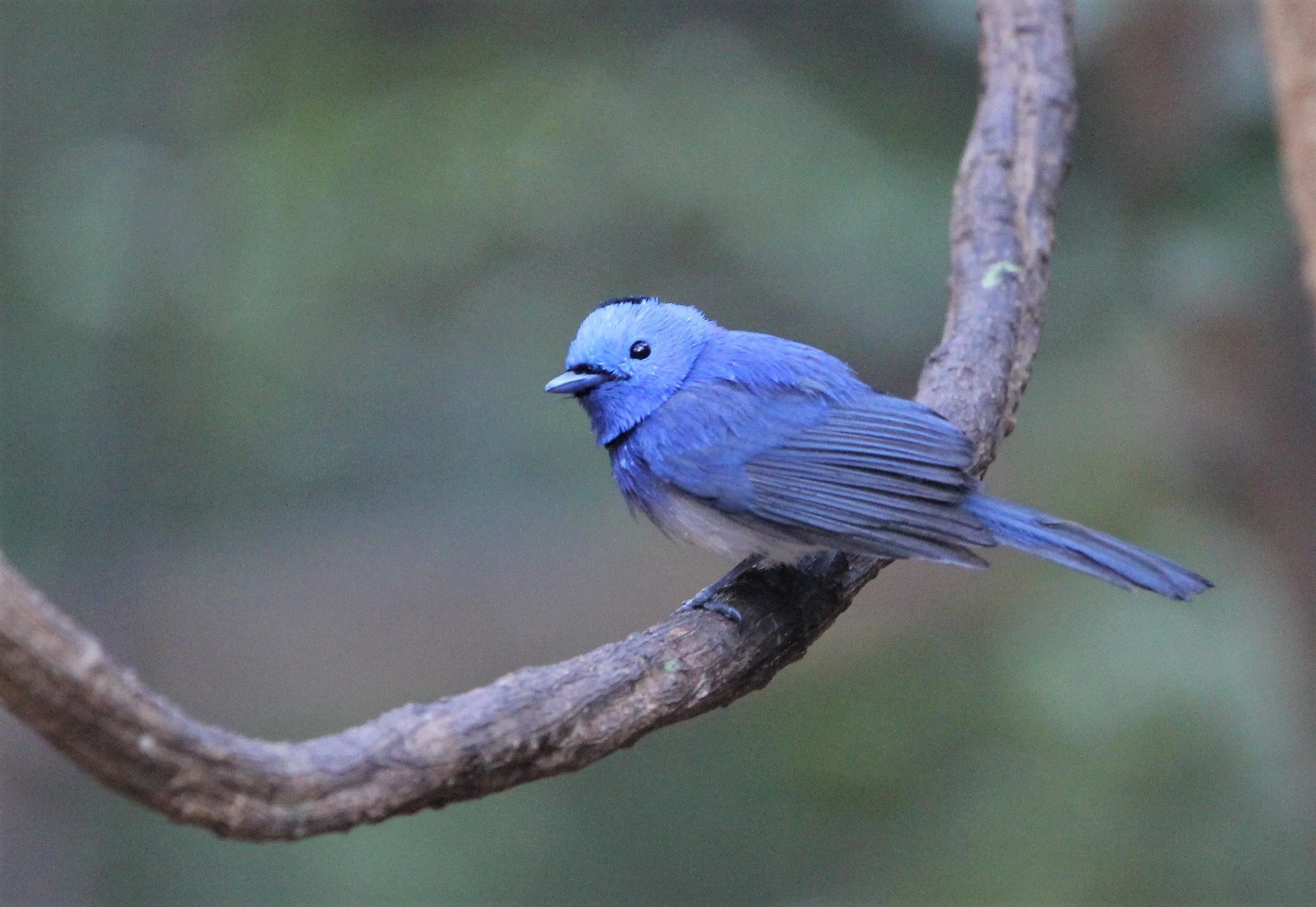 MONARCH - BLACK-NAPED MONARCH - Hypothymis azurea - KAENG KRACHAN (3).jpg