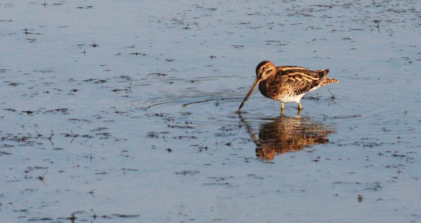 BIRD - SNIPE - COMMON SNIPE - GALLINAGO GALLINAGO - KHAO SAM ROI YOT THAILAND (9).JPG