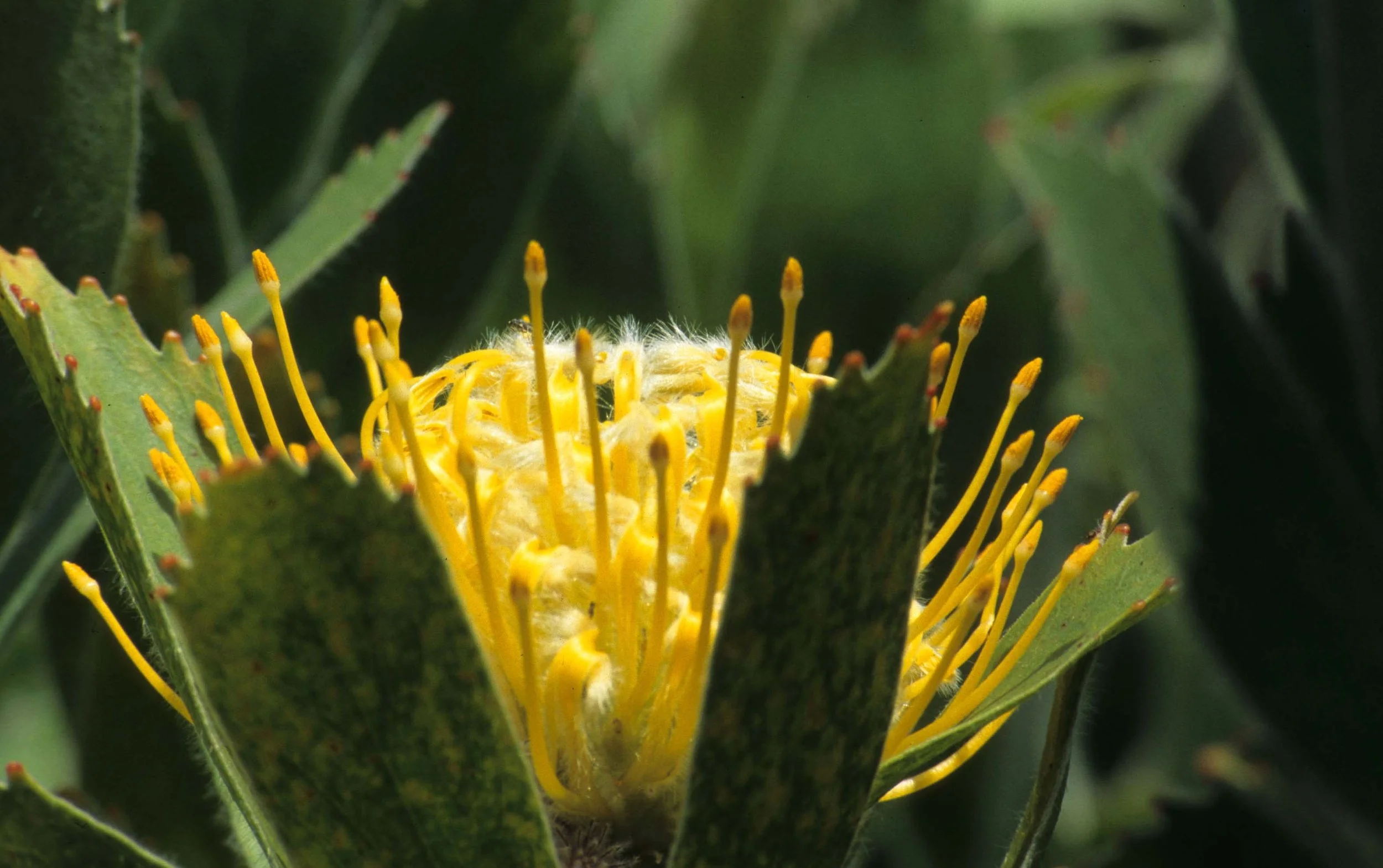 HAWAII - HAWAII - PROTEA SPECIES - MAUI (2).jpg