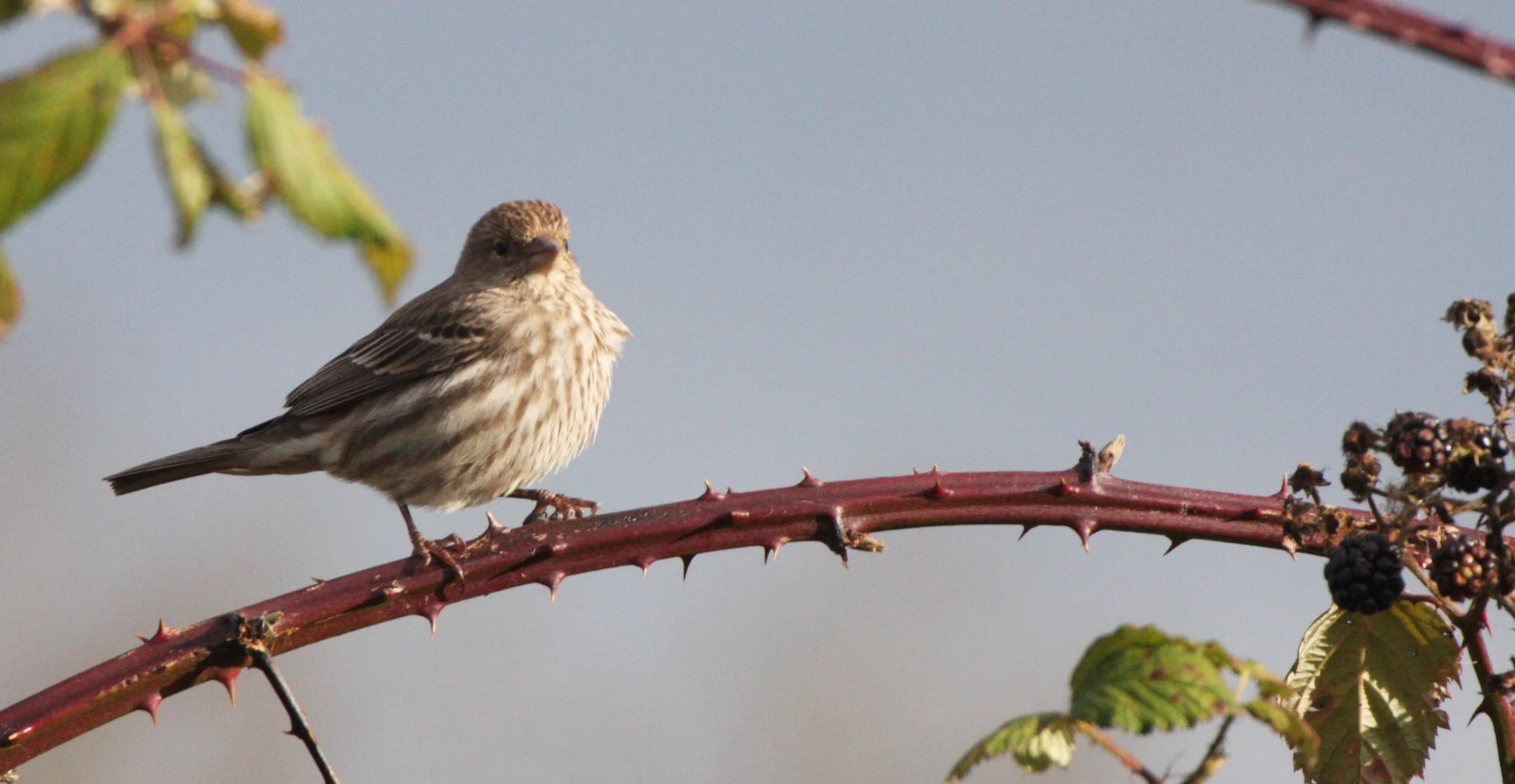 House Finch (Haemorhous mexicanus) Jamestown Washington (5).JPG
