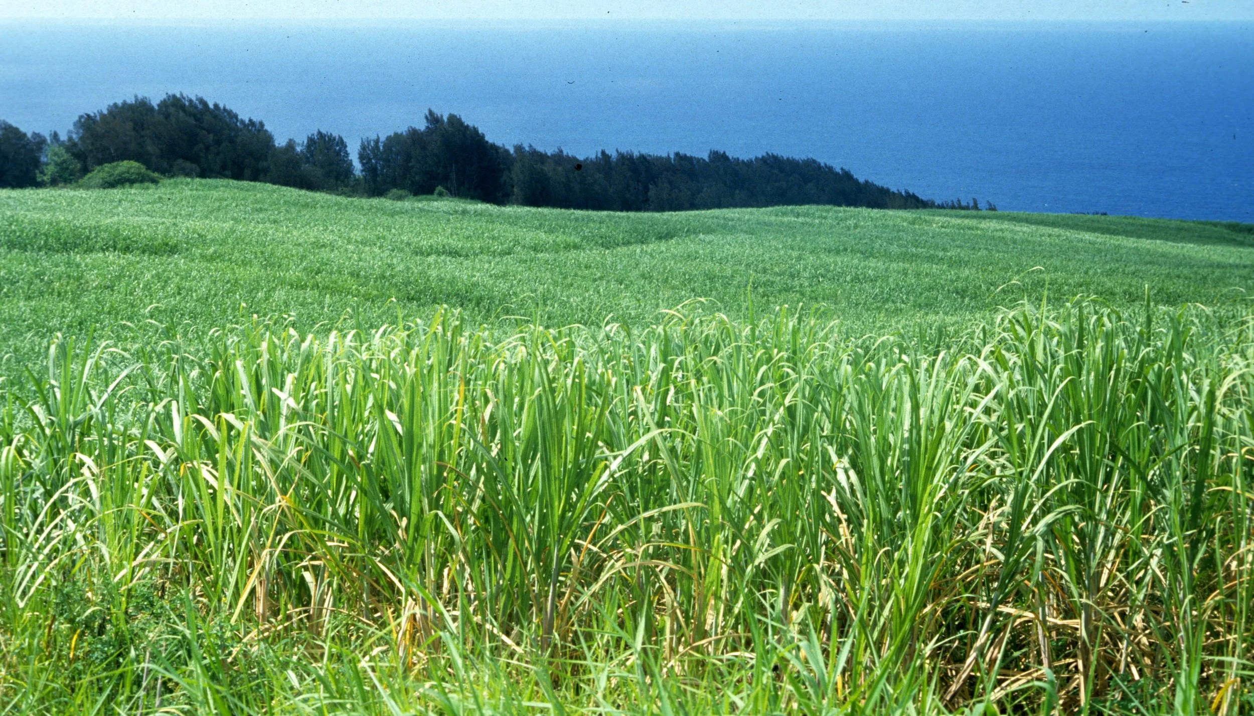 HAWAII - HAWAII - SUGAR CANE FIELD - C&H.jpg
