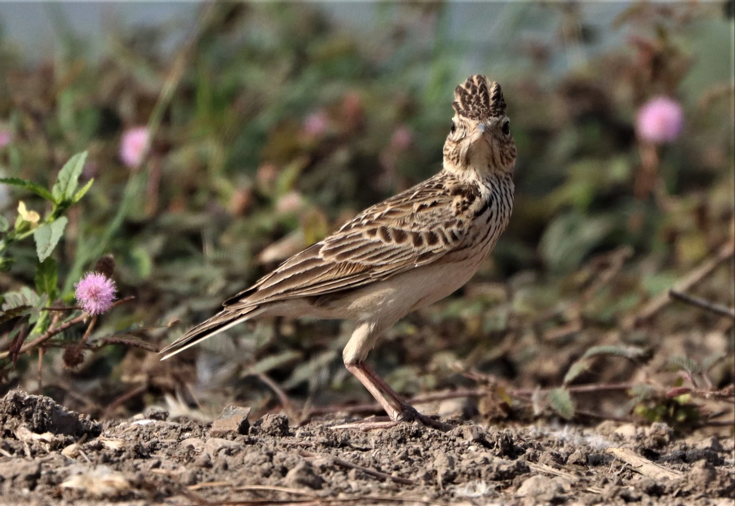 Oriental Skylark (Alauda gulgula) Bang Khaem Wetlands Nakhon Pathom (3).jpg