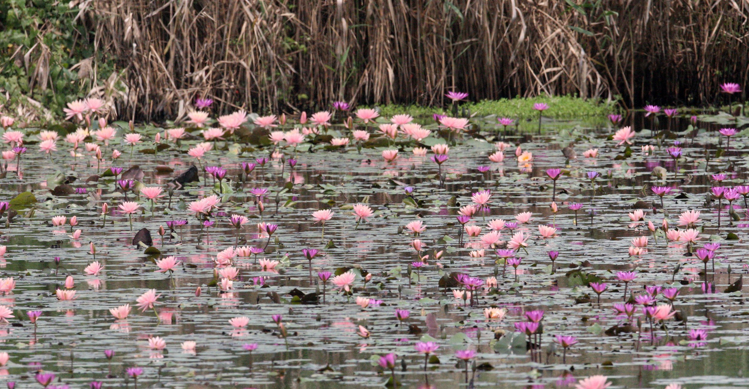 MAI PO WETLANDS HONG KONG (1).JPG