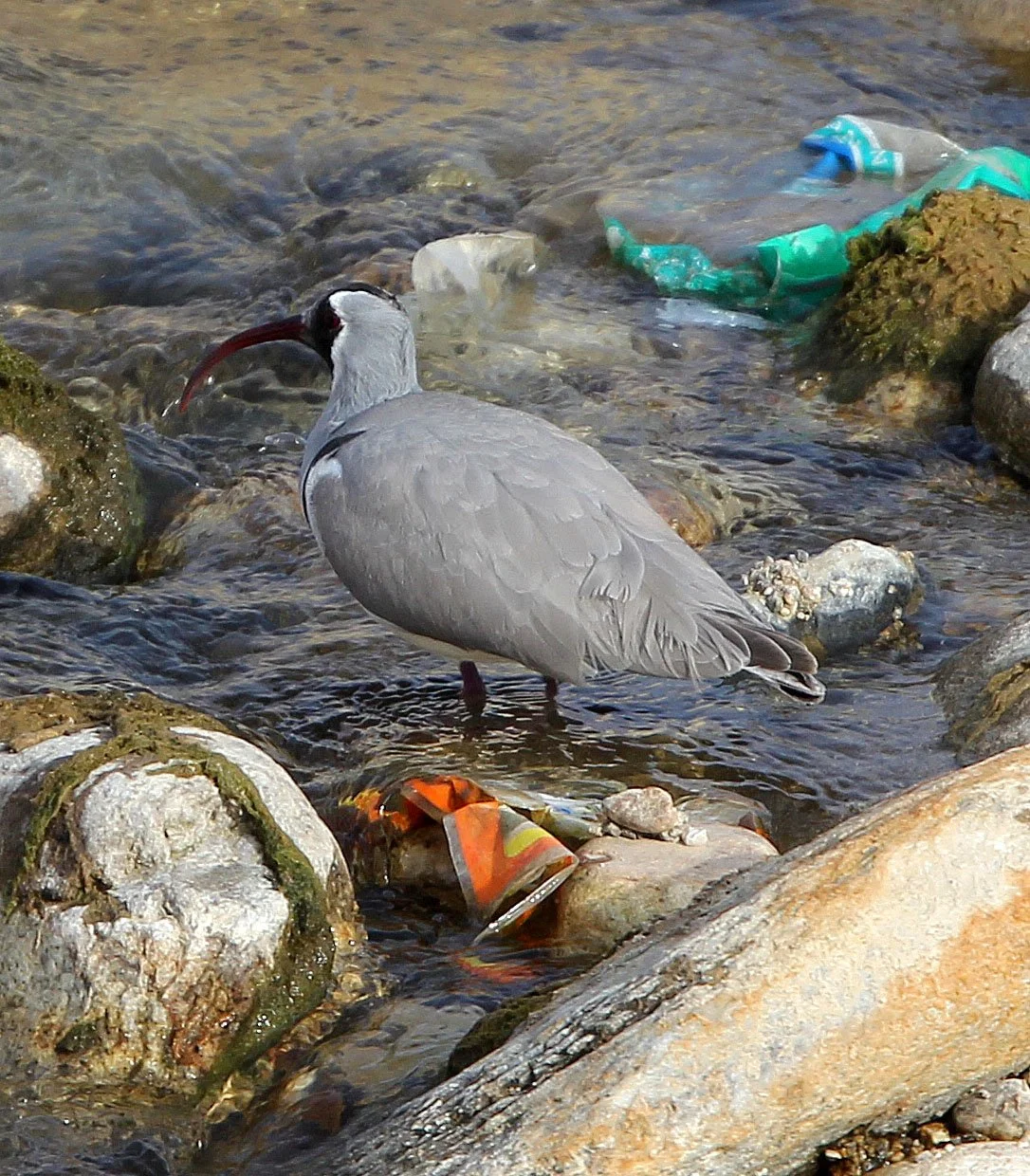 BIRD - IBISBILL - FOPING CITY, SHAANXI CHINA (6).JPG