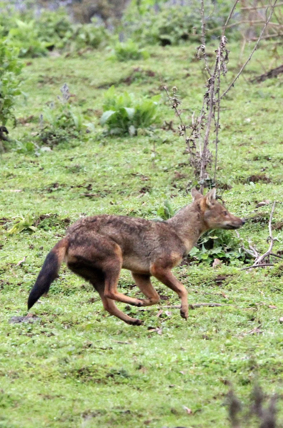 JACKAL - Lupulella adustus kaffensis - KAFFA SIDE-STRIPED JACKAL - MYSTERY CANID - BALE MOUNTAINS NATIONAL PARK ETHIOPIA HARRENA FOREST (11).JPG