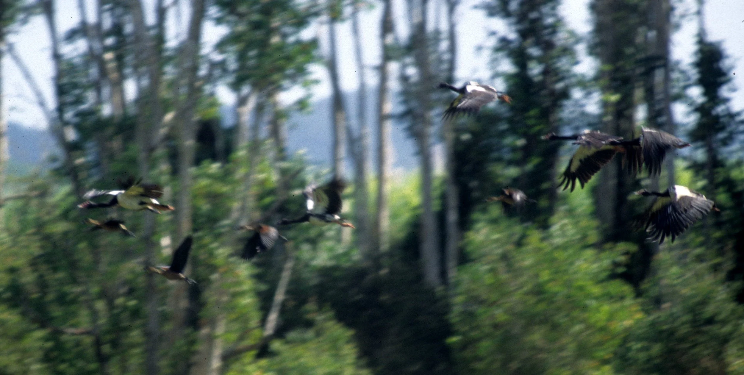BIRD - GOOSE - MAGPIE GOOSE - KAKADU NP F.jpg