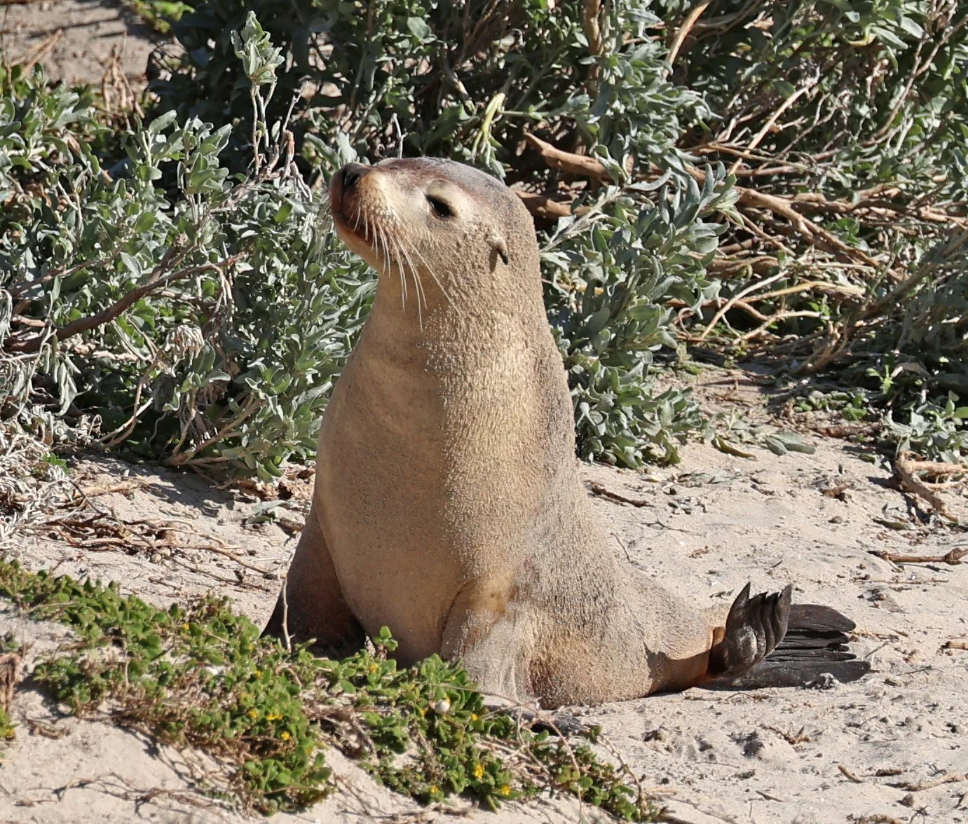 Australian Sea Lion (Neophoca cinerea) Kangaroo Island - South Australia