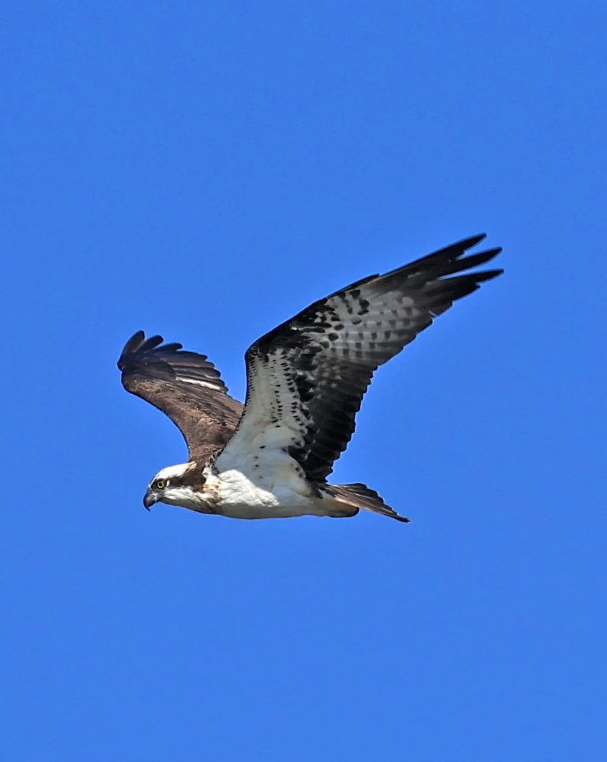 Western osprey (Pandion haliaetus) Shimotonda Sadowaracho Birding Ponds Miyazaki Kyushu Japan (26).jpg