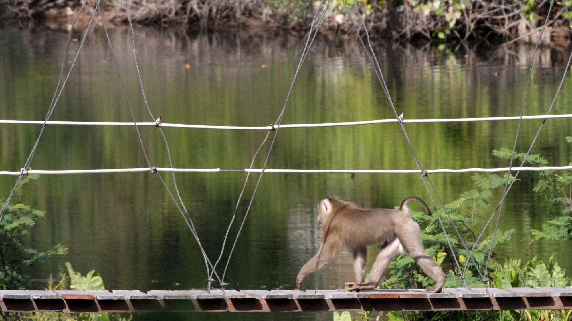 CERCOPITHECIDAE - Macaca leonina - NORTHERN PIG-TAILED MACAQUE - KHAO YAI THAILAND (50).JPG