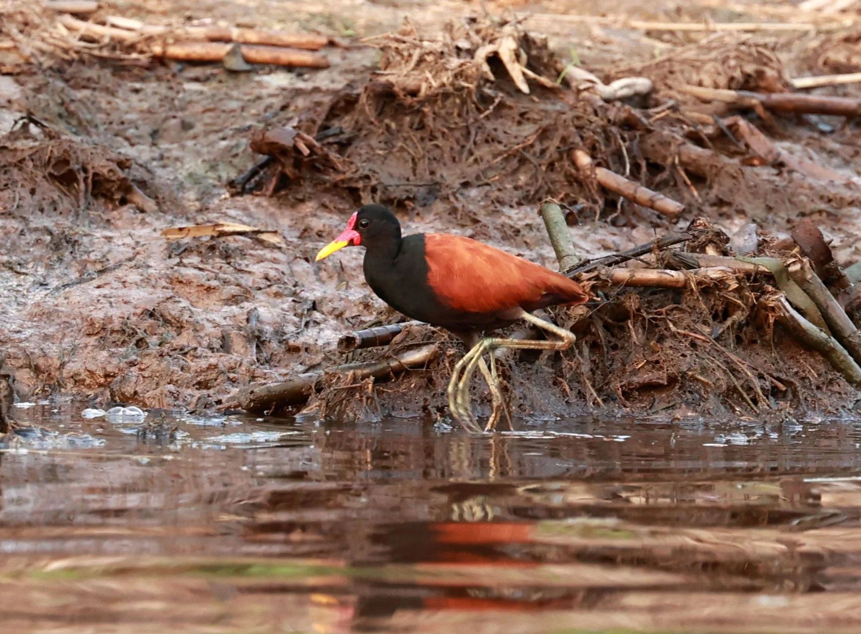Jacana - Wattled Jacana - Jacana jacana - Pantanal, Encontro das Águas State Park, Porto Jofre, Cuiaba River, Brazil (12).jpg