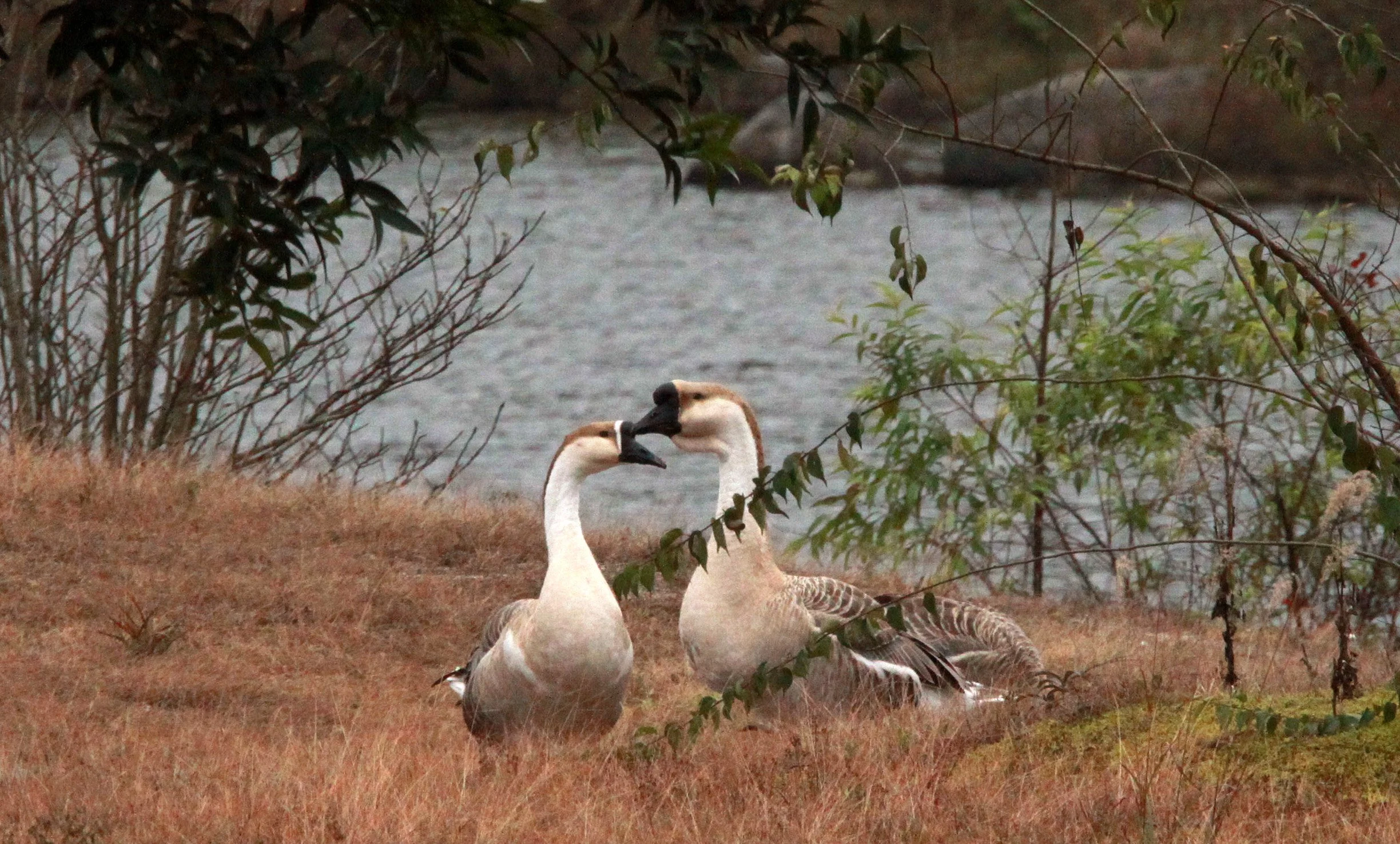 MEIHUASHAN - FUJIAN CHINA (19).JPG
