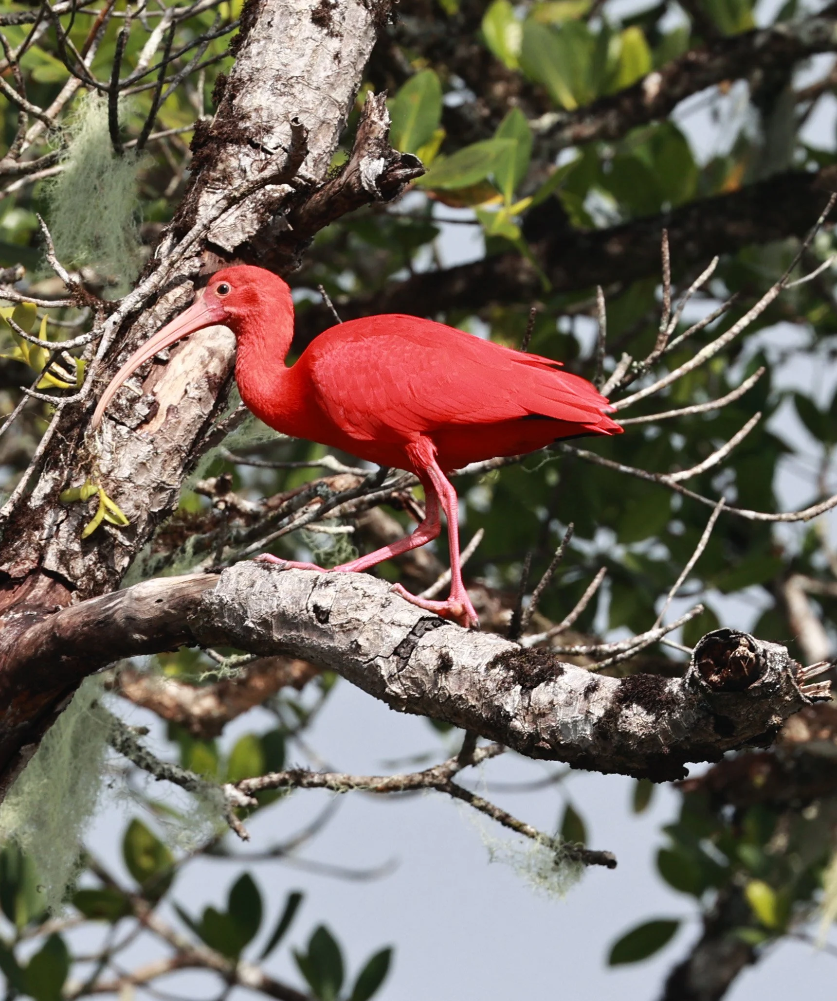 Scarlet Ibis (Eudocimus ruber) Superagüi National Park, Brazil (23).jpg