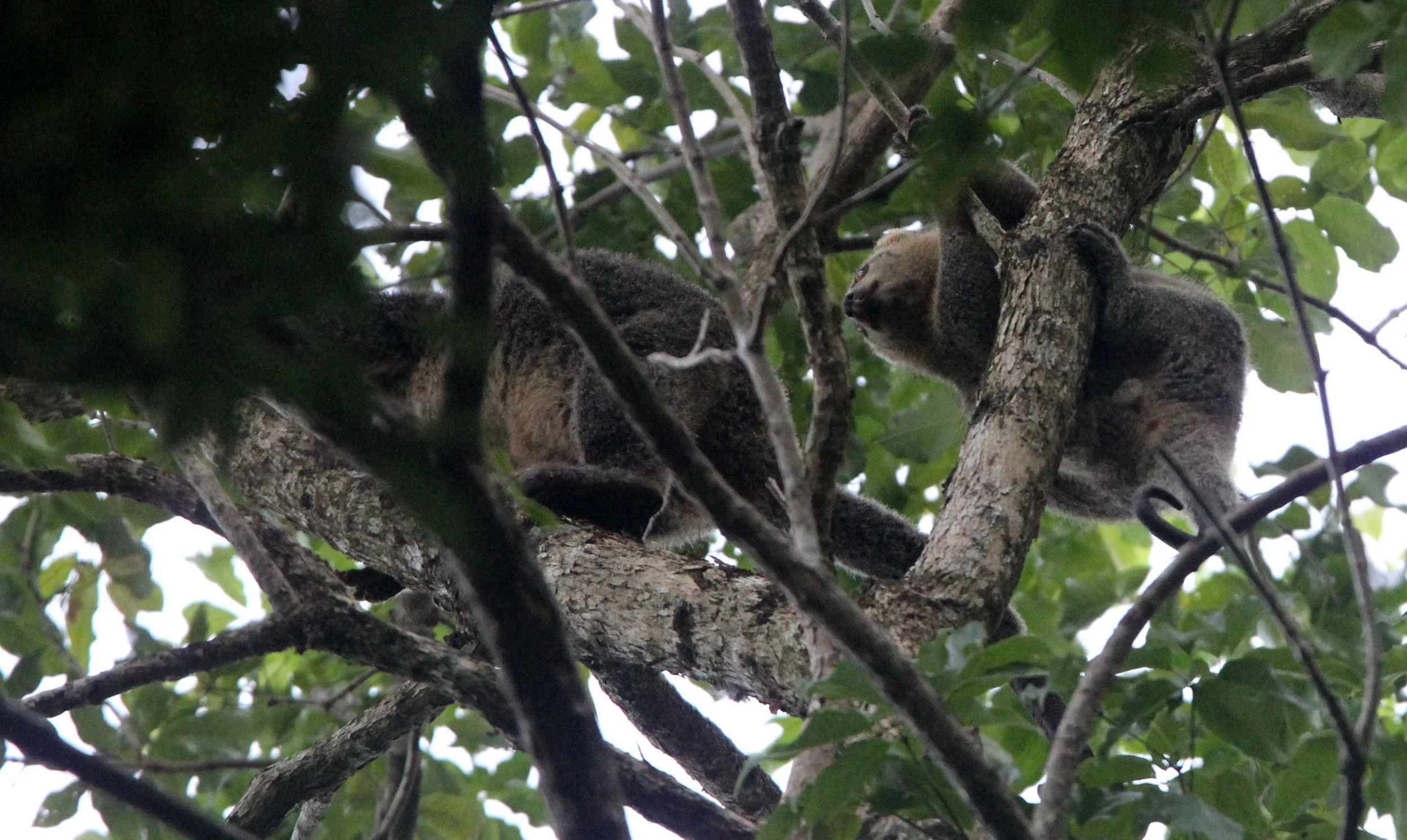 Ailurops ursinus - BEAR CUSCUS - MARSUPALIA - TANGKOKO NATIONAL PARK SULAWESI INDONESIA (53).JPG