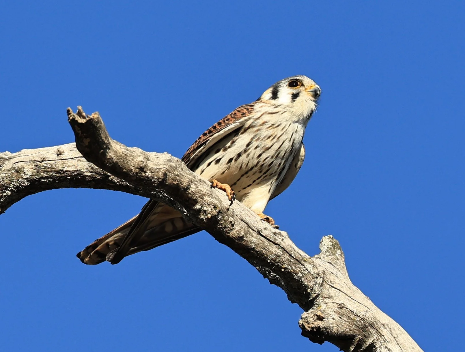 American Kestrel (Falco sparverius) Fortin Toledo Paraguay (5).jpg