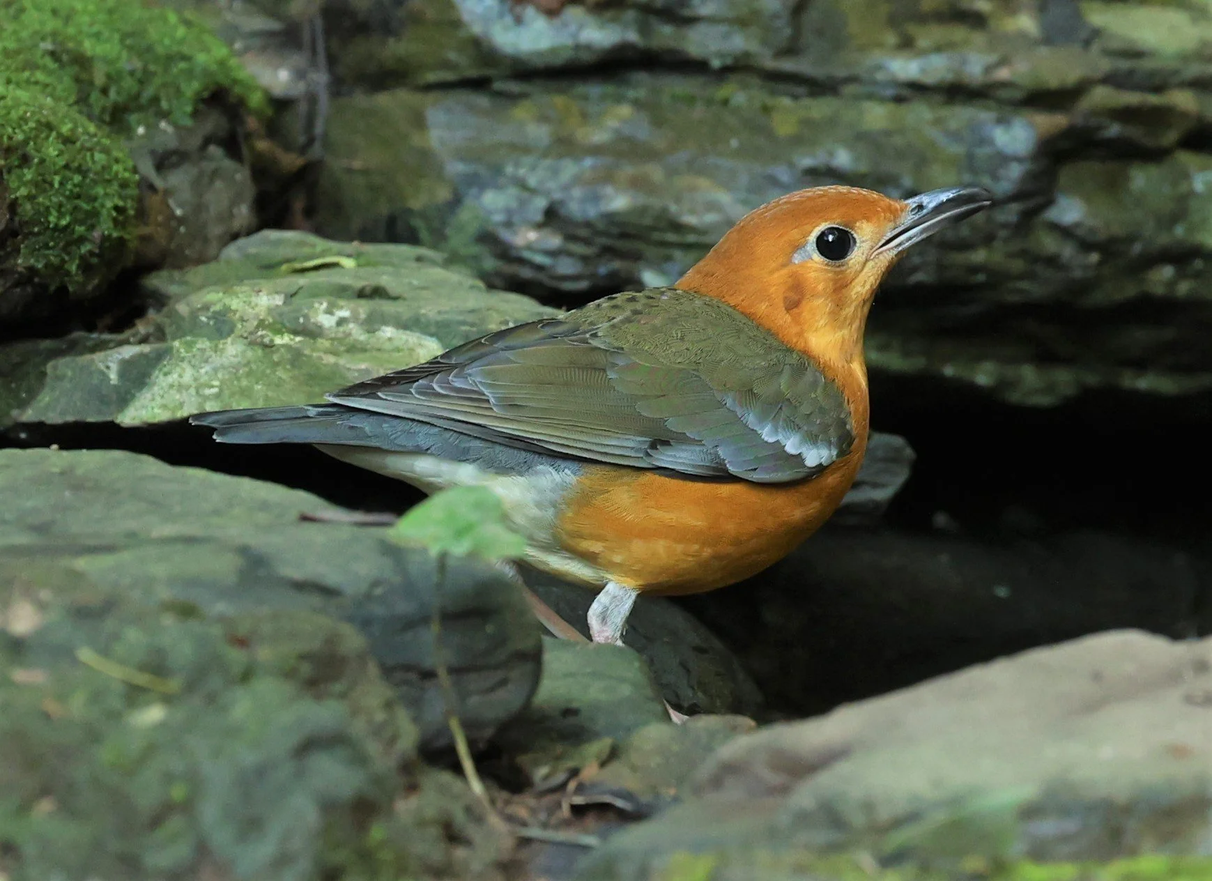 Orange-headed Thrush (Zoothera citrina) Nuy Hide Petchaburi near Kaeng Krachan NP (12).jpg