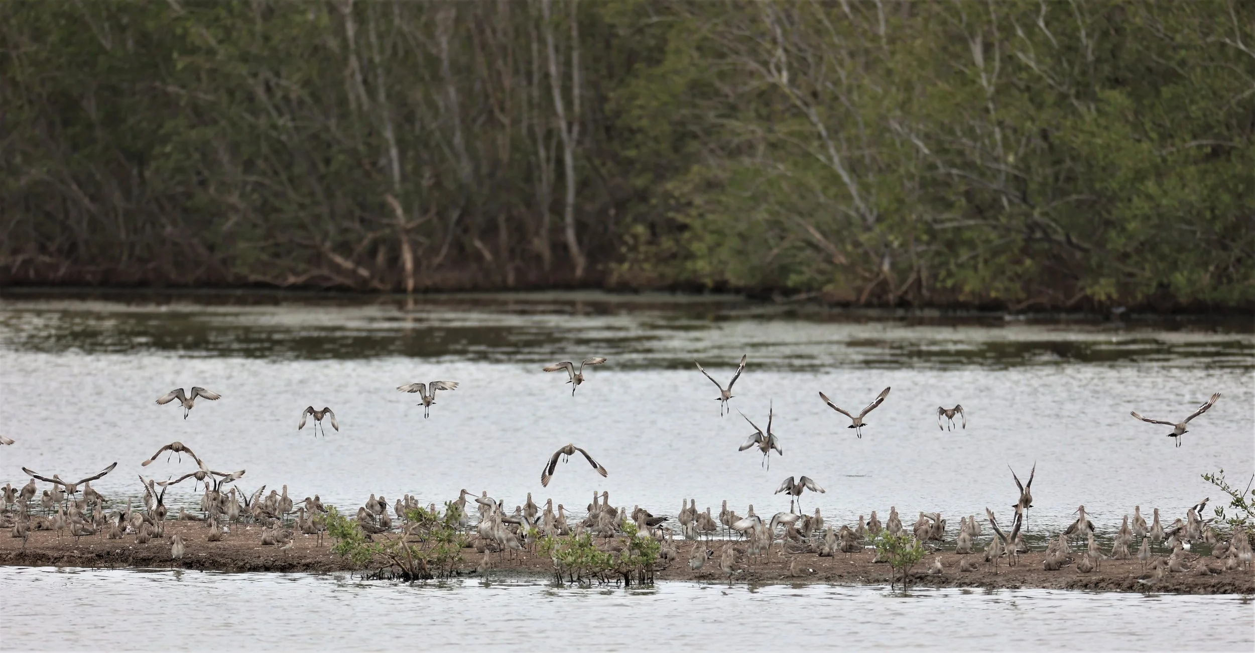 GODWIT - BLACK-TAILED GODWIT - Limosa limosa - BANG PU FOREST RESERVE SEPT 12 2021 (4).jpg