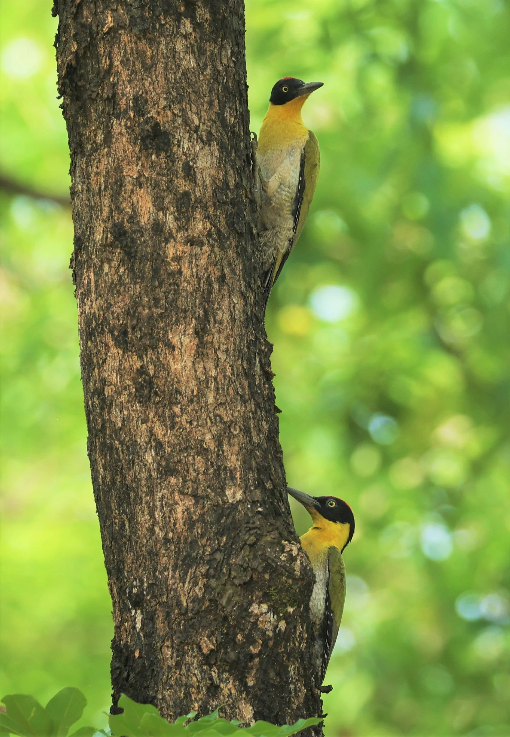 WOODPECKER - BLACK-HEADED WOODPECKER - Picus erythropygius - HUAI KHA KHAENG WILDLIFE SANCTUARY MAY 1 2022 (25).jpg