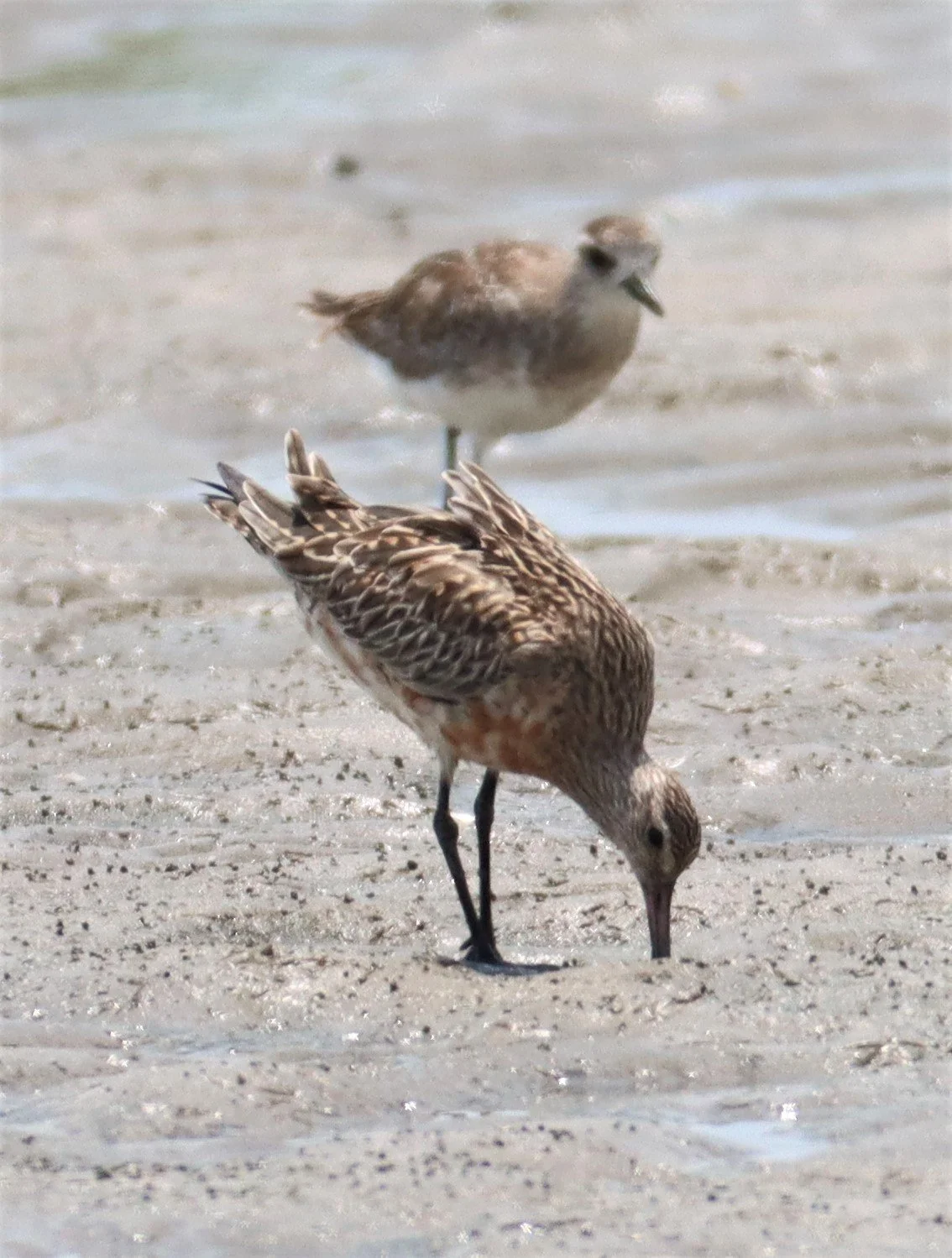 GODWIT - BAR-TAILED GODWIT - Limosa lapponica - KING'S GREEN CAVIAR PROJECT PETBURI  (16).jpg