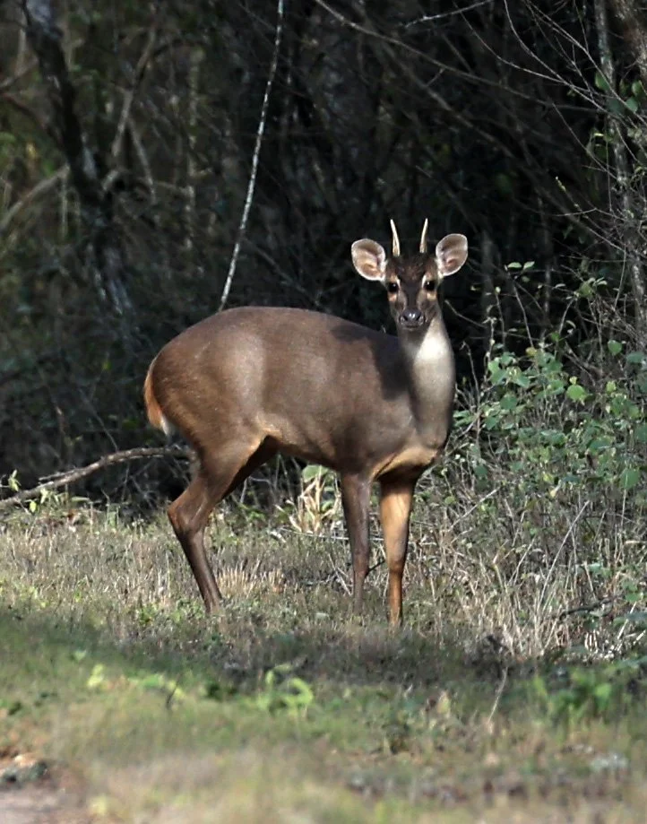 Southern Brown Brocket (Subulo gouazoubira) Selva Serena Natural Reserve (20).jpg