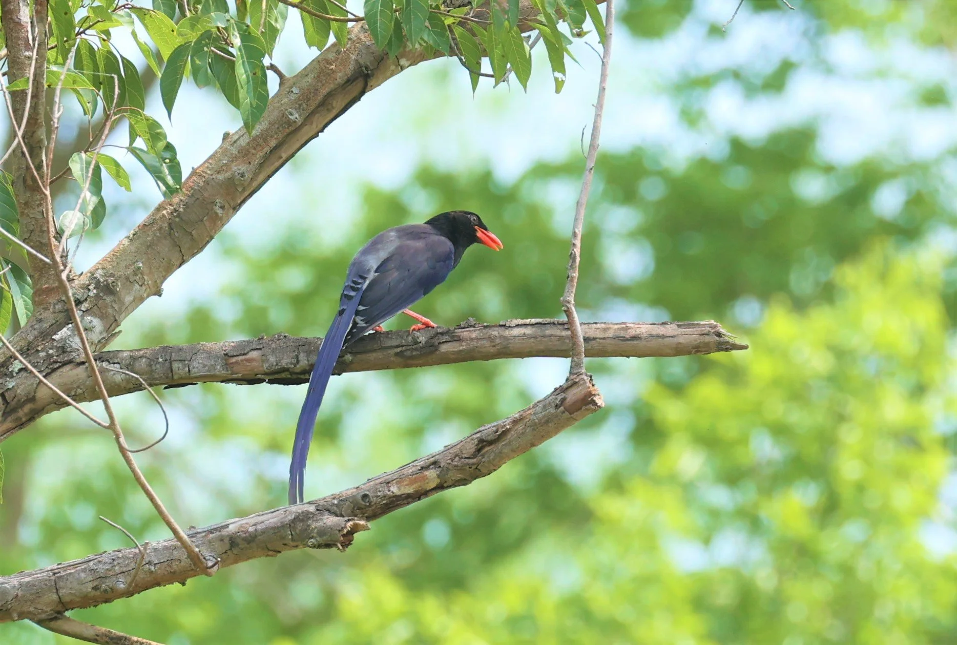 MAGPIE - BLUE MAGPIE - Urocissa erythrorhyncha - HUAI KHA KHAENG WILDLIFE SANCTUARY MAY 1 2022 (16).jpg