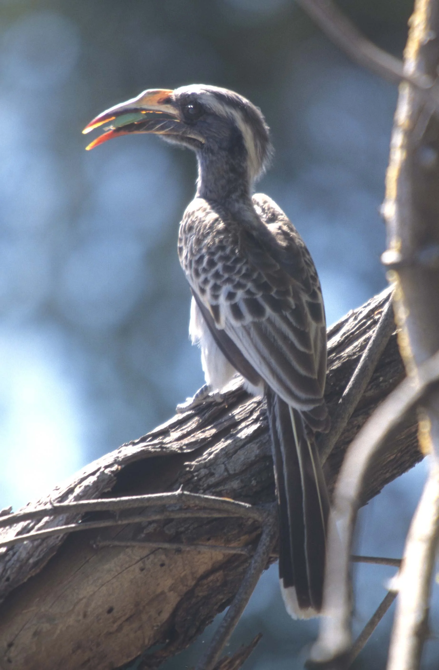 BIRDS - HORNBILL - GREY - KRUGER.jpg