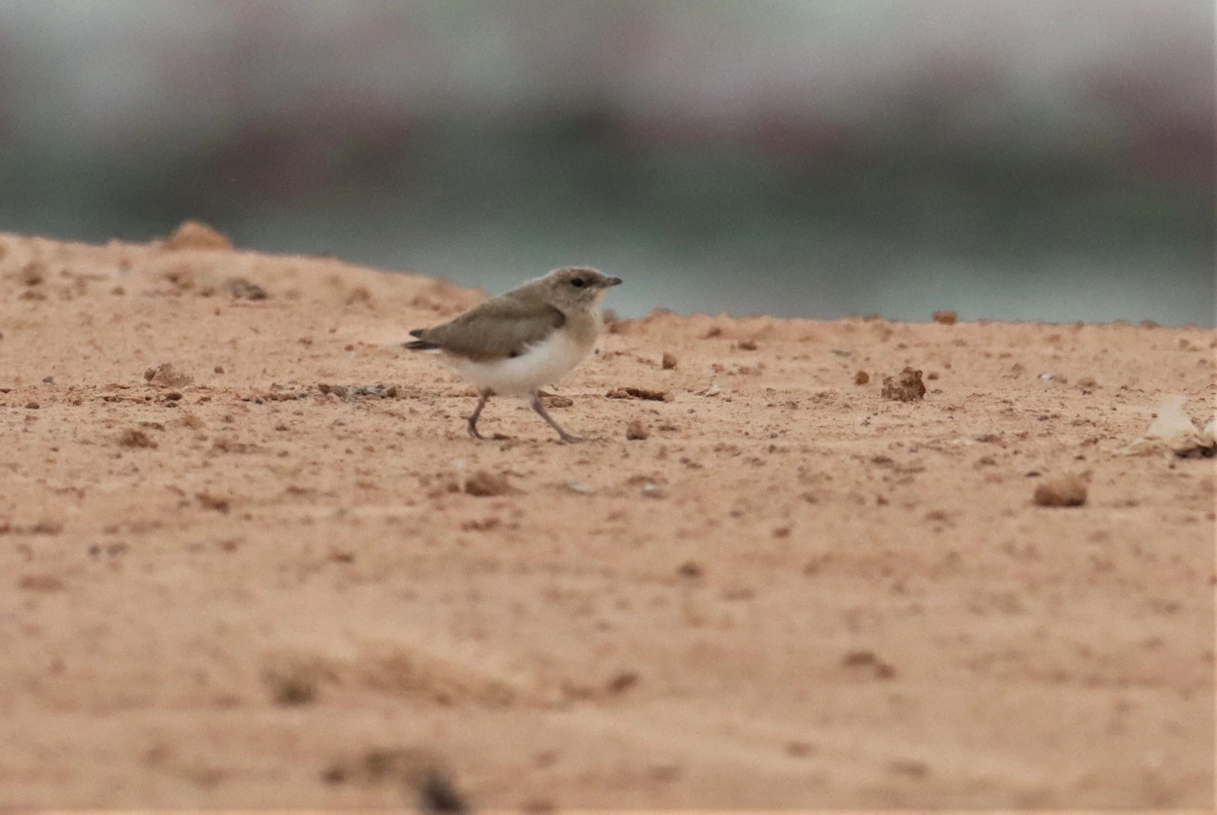 PRATINCOLE - SMALL PRATINCOLE - Glareola lactea - KABIN BURI WETLANDS 15KM OUT ON 304 (2).jpg