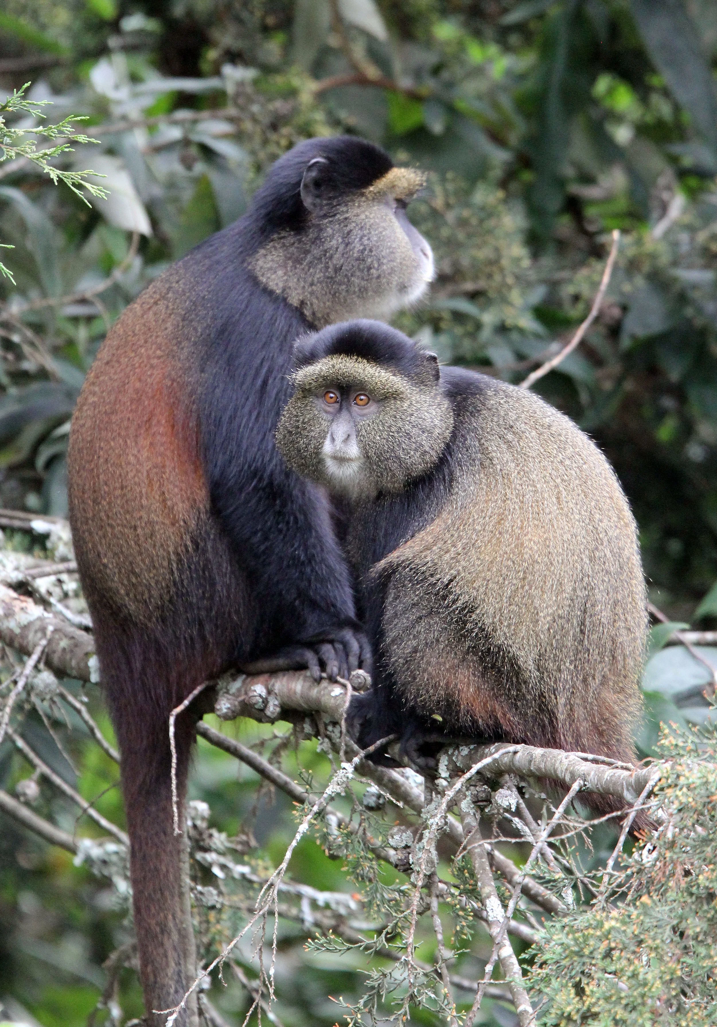 CERCOPITHECIDAE - Cercopithecus kandti - VIRUNGA GOLDEN MONKEY - PARK DU VULCANS RWANDA (387).JPG
