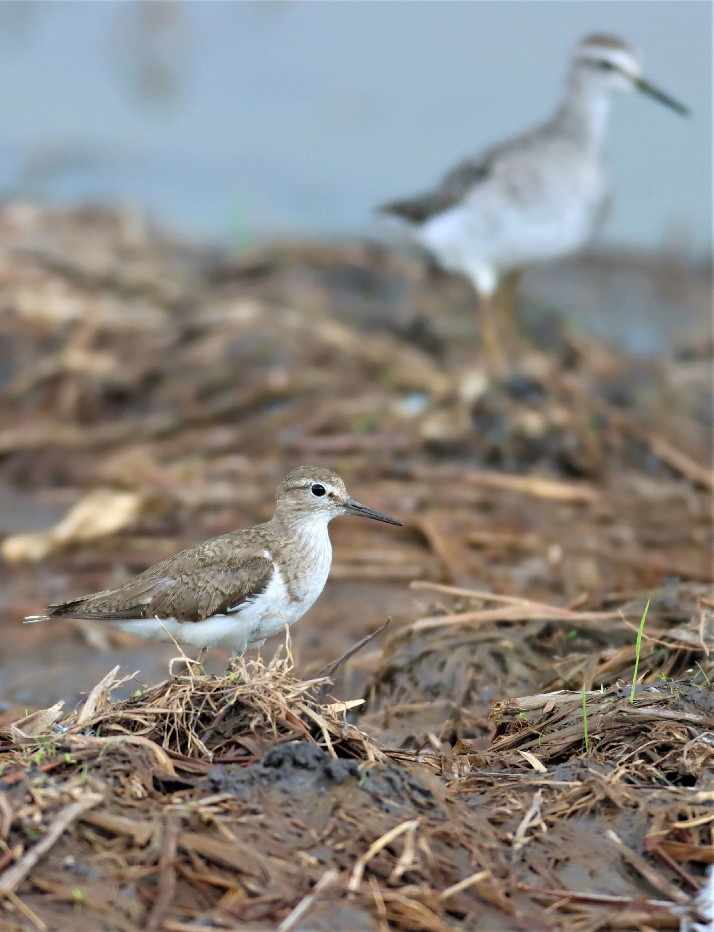 SANDPIPER - COMMON SANDPIPER - Actitus hypoleucos - PATHUM THANI RICE RESEARCH CENTER SEP 3 2021 (5).jpg