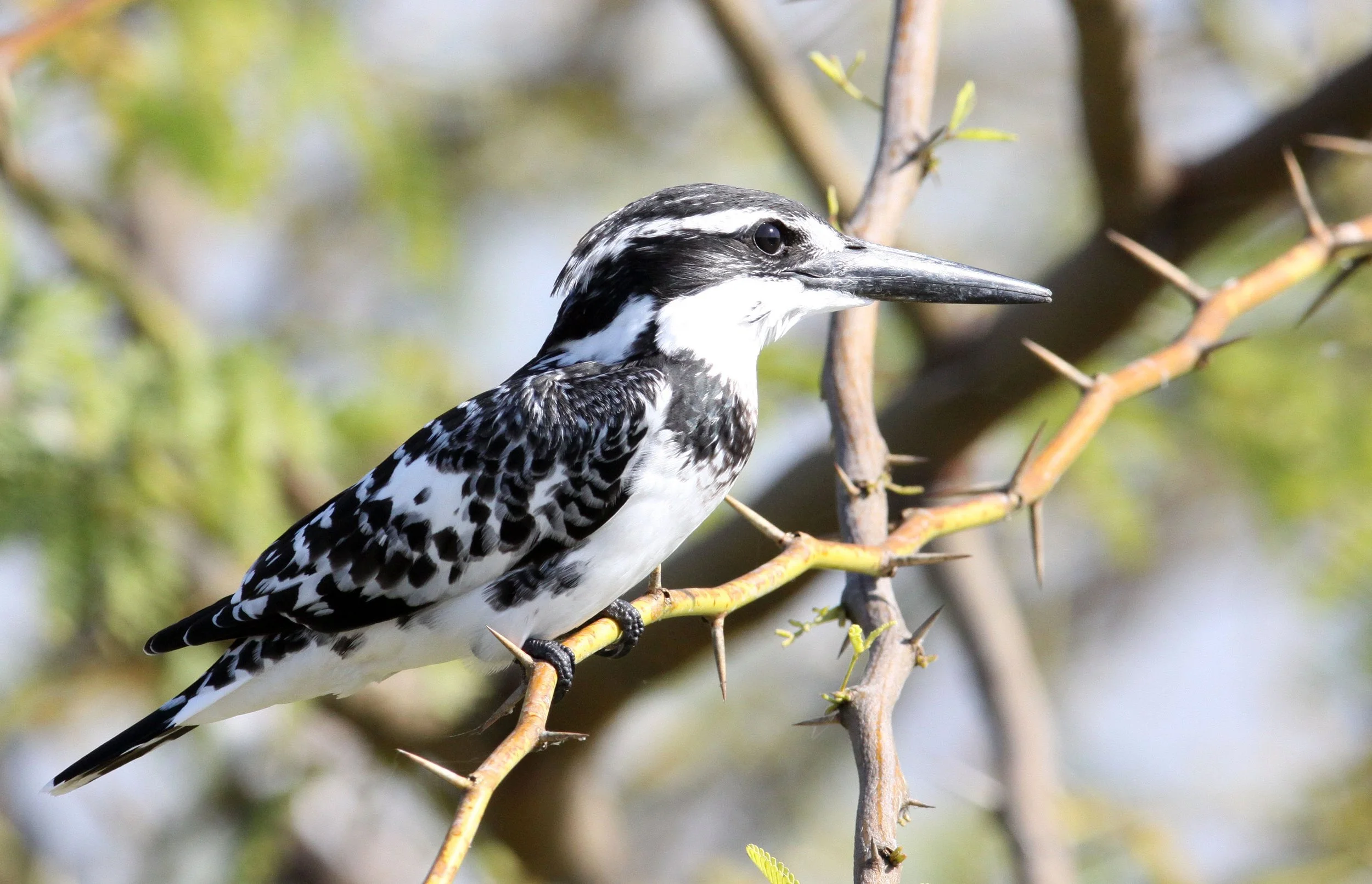 Ceryle rudis - PIED KINGFISHER - LITTLE RANN OF KUTCH GUJARAT INDIA (24).JPG