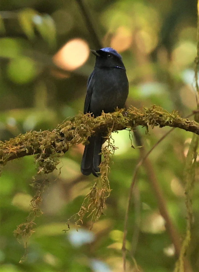 NILTAVA - LARGE NILTAVA - Niltava grandis - DOI LANG EAST DOI PHA HOM POK NP, DECEMBER 2021 (16).jpg