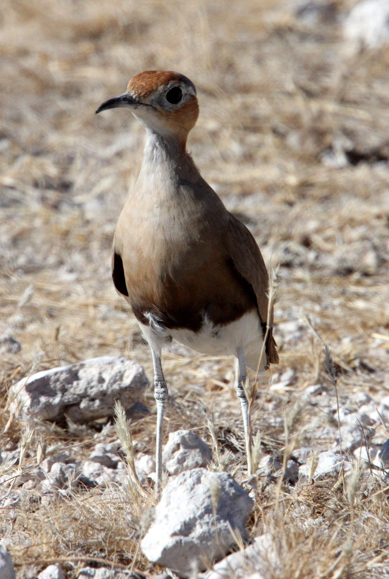 COURSER - BURCHELL'S COURSER - Cursorius rufus - ETOSHA NATIONAL PARK NAMIBIA (9).JPG