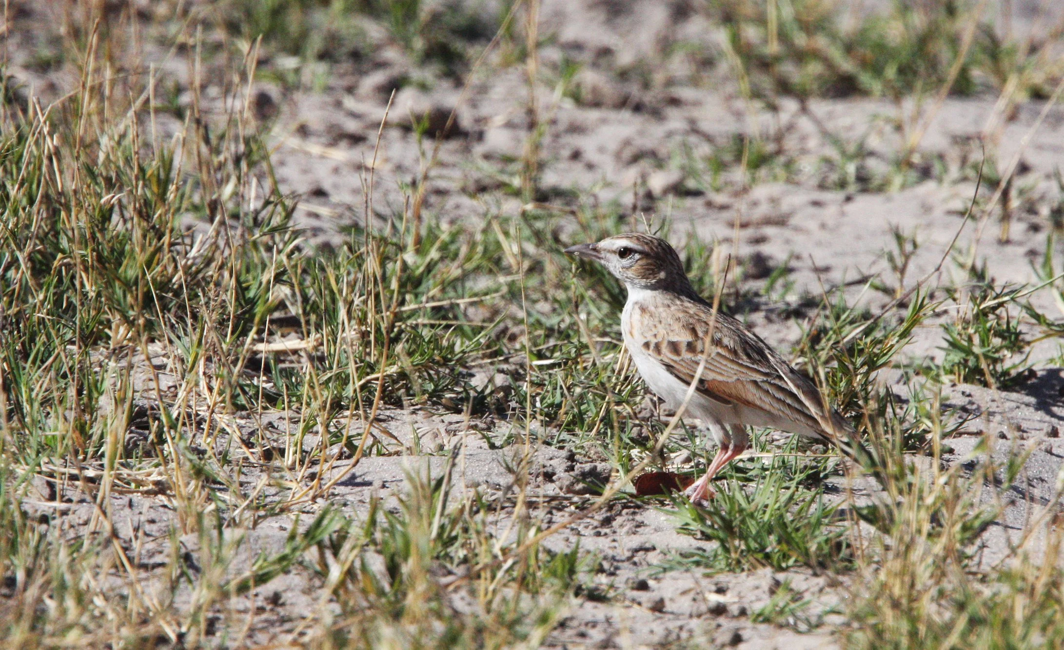 African Grassveld Pipit (Anthus cinnamomeus) CHOBE NATIONAL PARK BOTSWANA (4).JPG