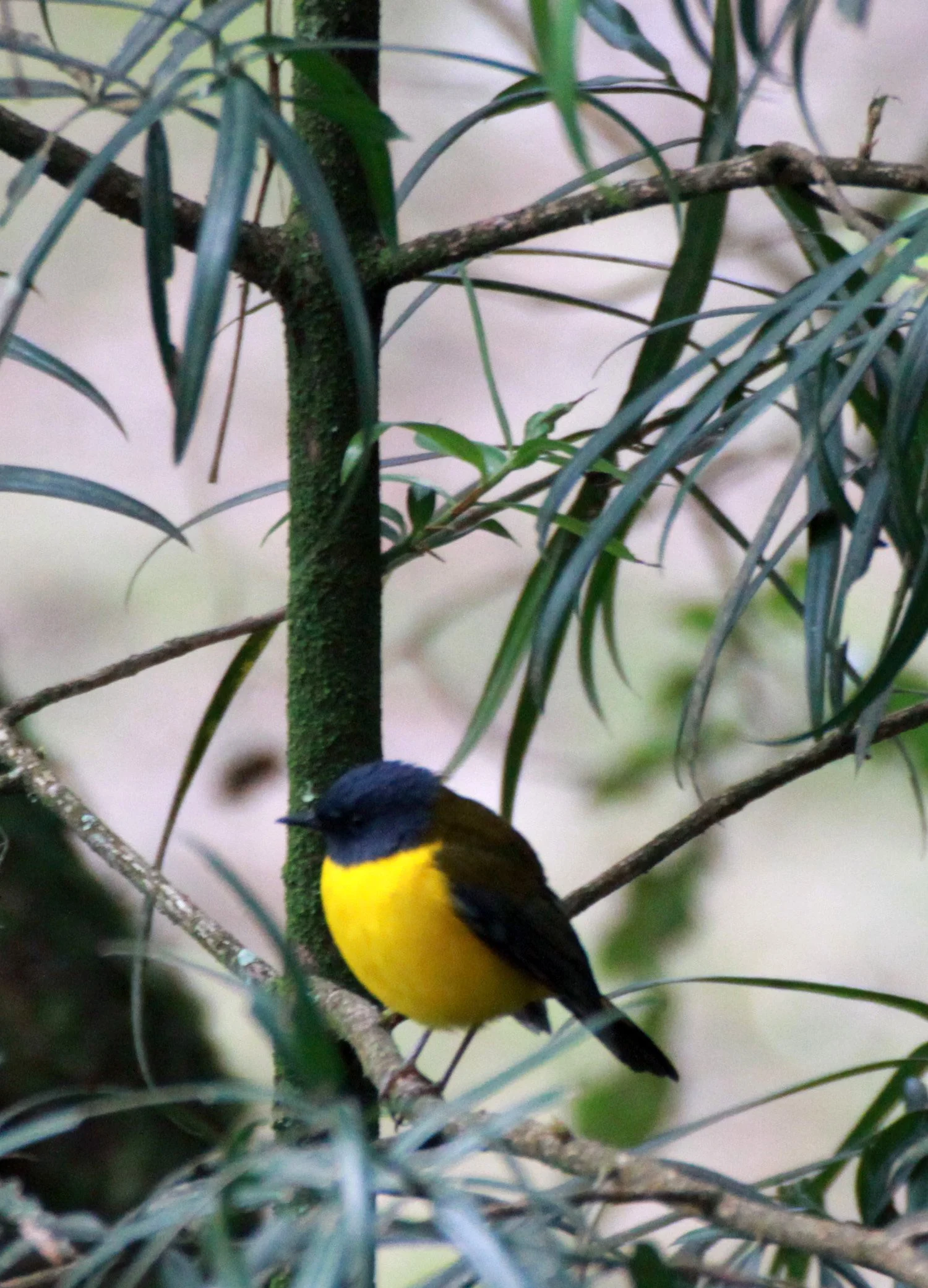 BIRD - ROBIN - WHITE-STARRED ROBIN - RWENZORI NATIONAL PARK UGANDA (1).JPG