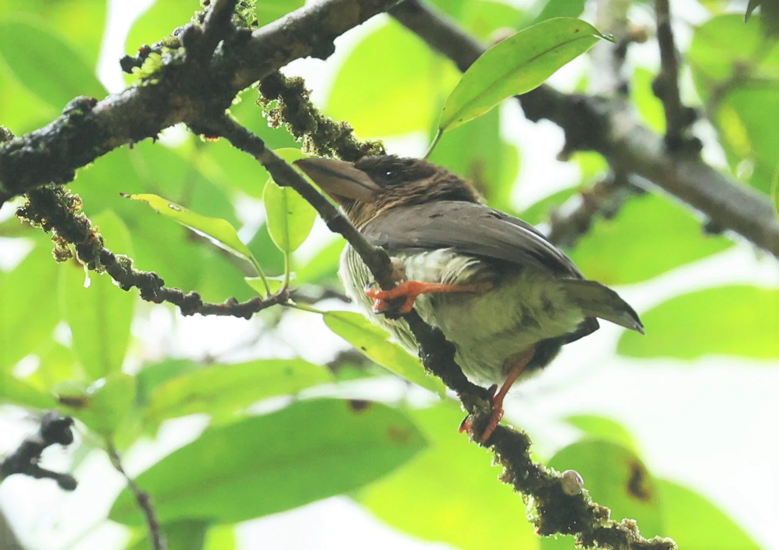 BARBET - BROWN BARBET - Caloramphus fuliginosus - HALA BALA WILDLIFE SANCTUARY APRIL 2022 (2).jpg