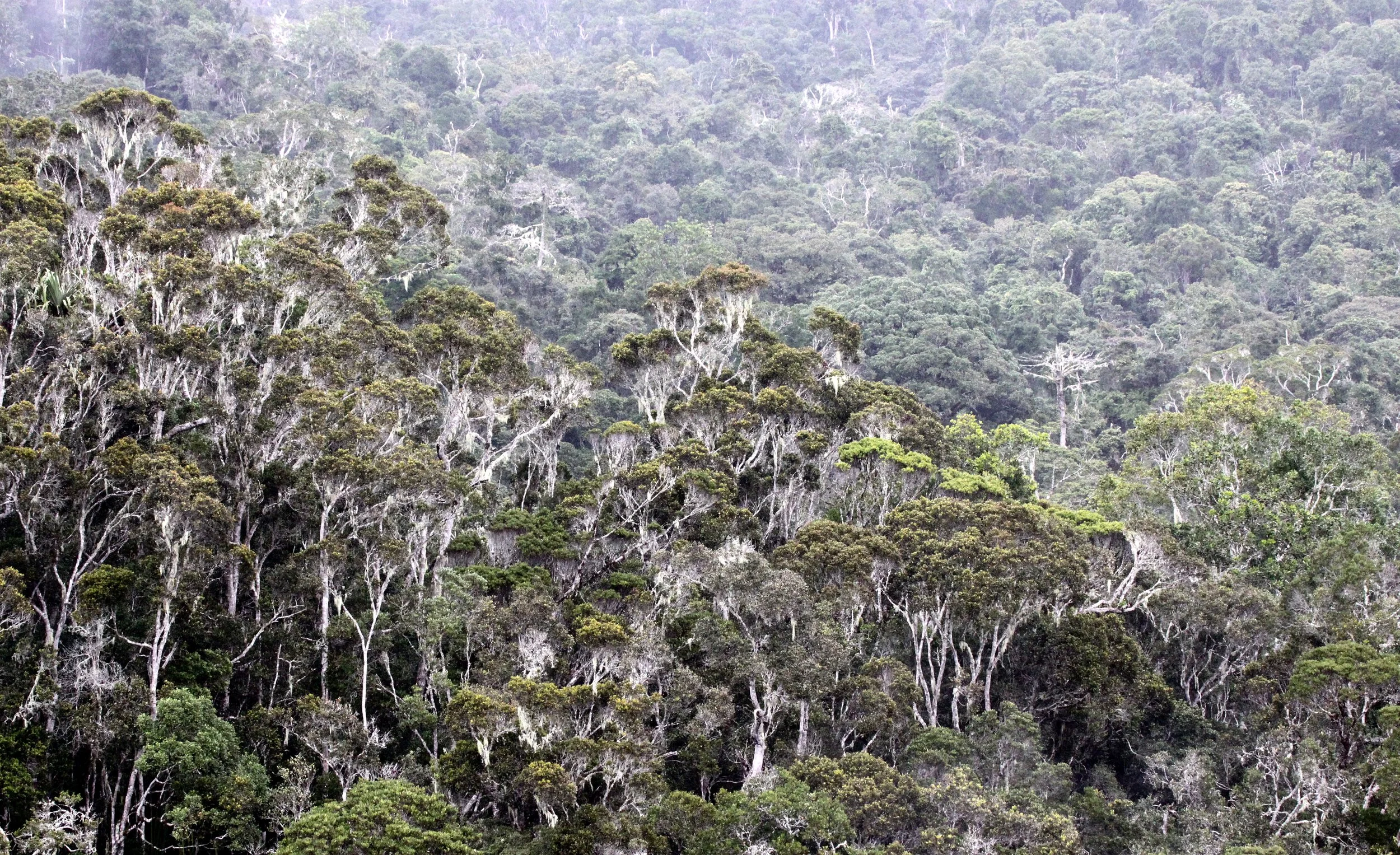 ANDISABE NATIONAL PARK MADAGASCAR - PRIMARY FOREST VIEWS (6).JPG