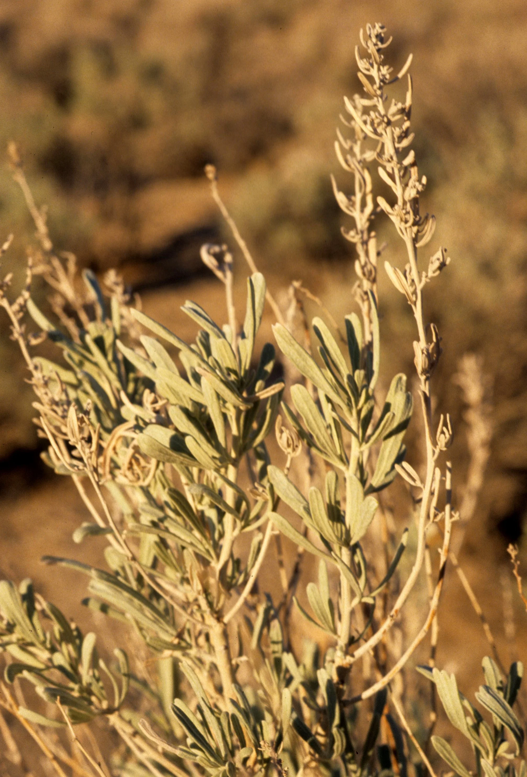 GREAT BASIN NP - ARTEMISIA SPECIES - SAGEBRUSH.jpg