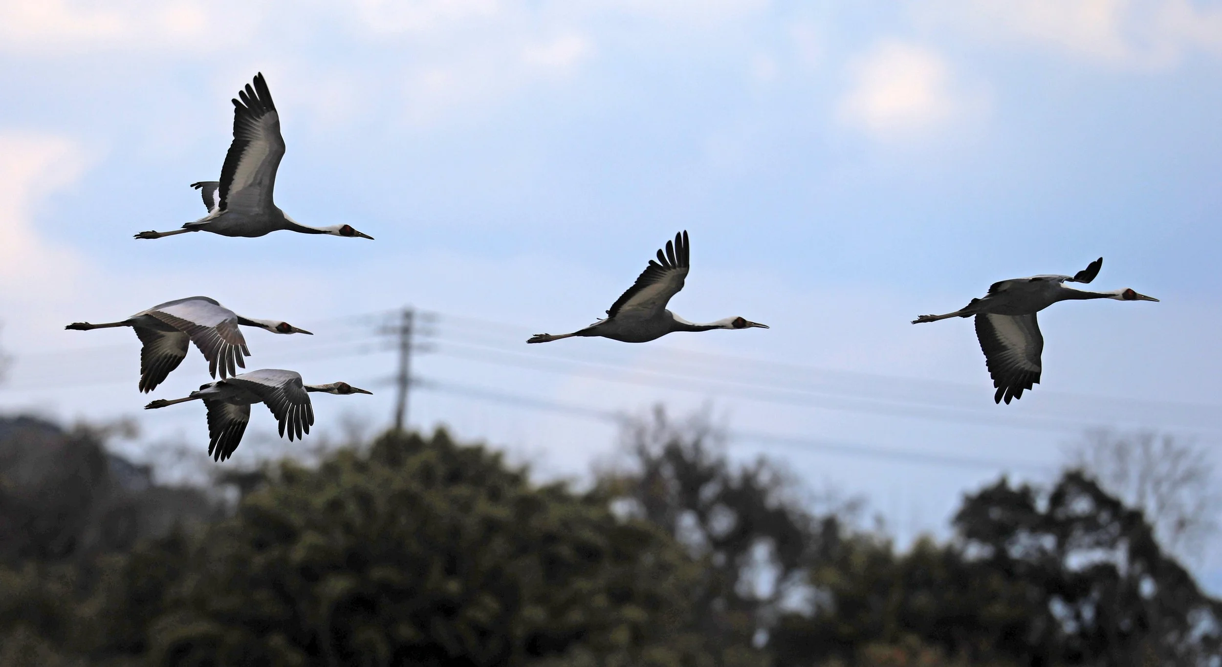 White-naped Crane (Antigone vipio) Izumi Crane Park & Center, Izumi Kagoshima Kyushu Japan (245).jpg