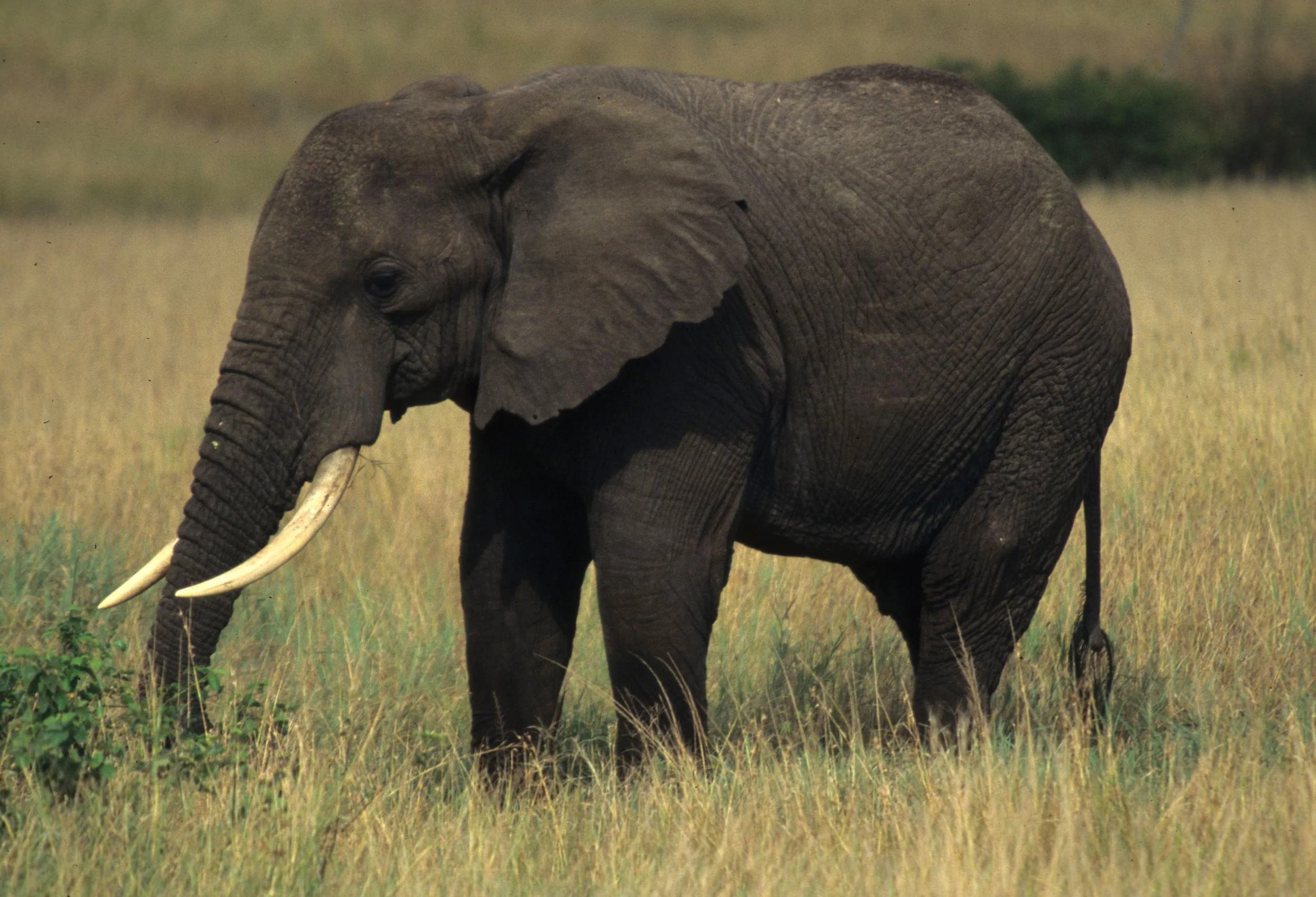 ELEPHANT - SERENGETI 39.jpg
