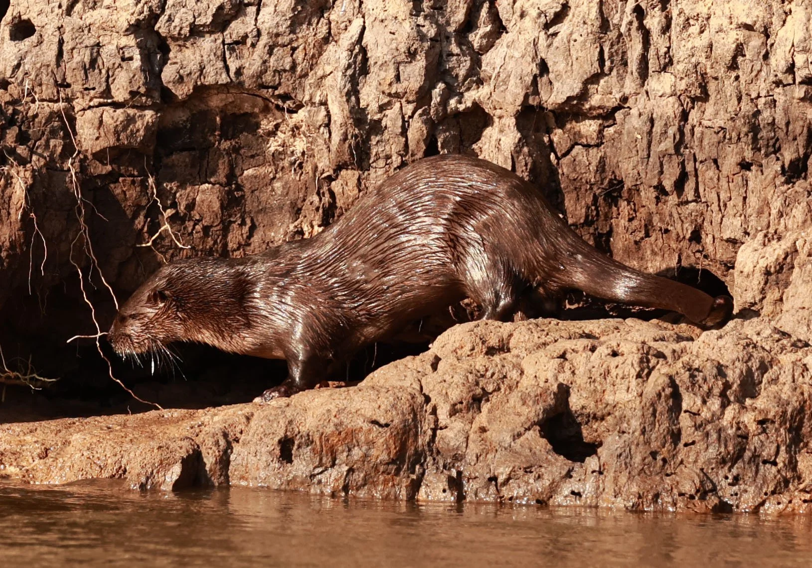 Lontra longicaudis - Neotropical River Otter - Pantanal, Encontro das Águas State Park, Porto Jofre, Cuiaba River, Brazil (59).jpg