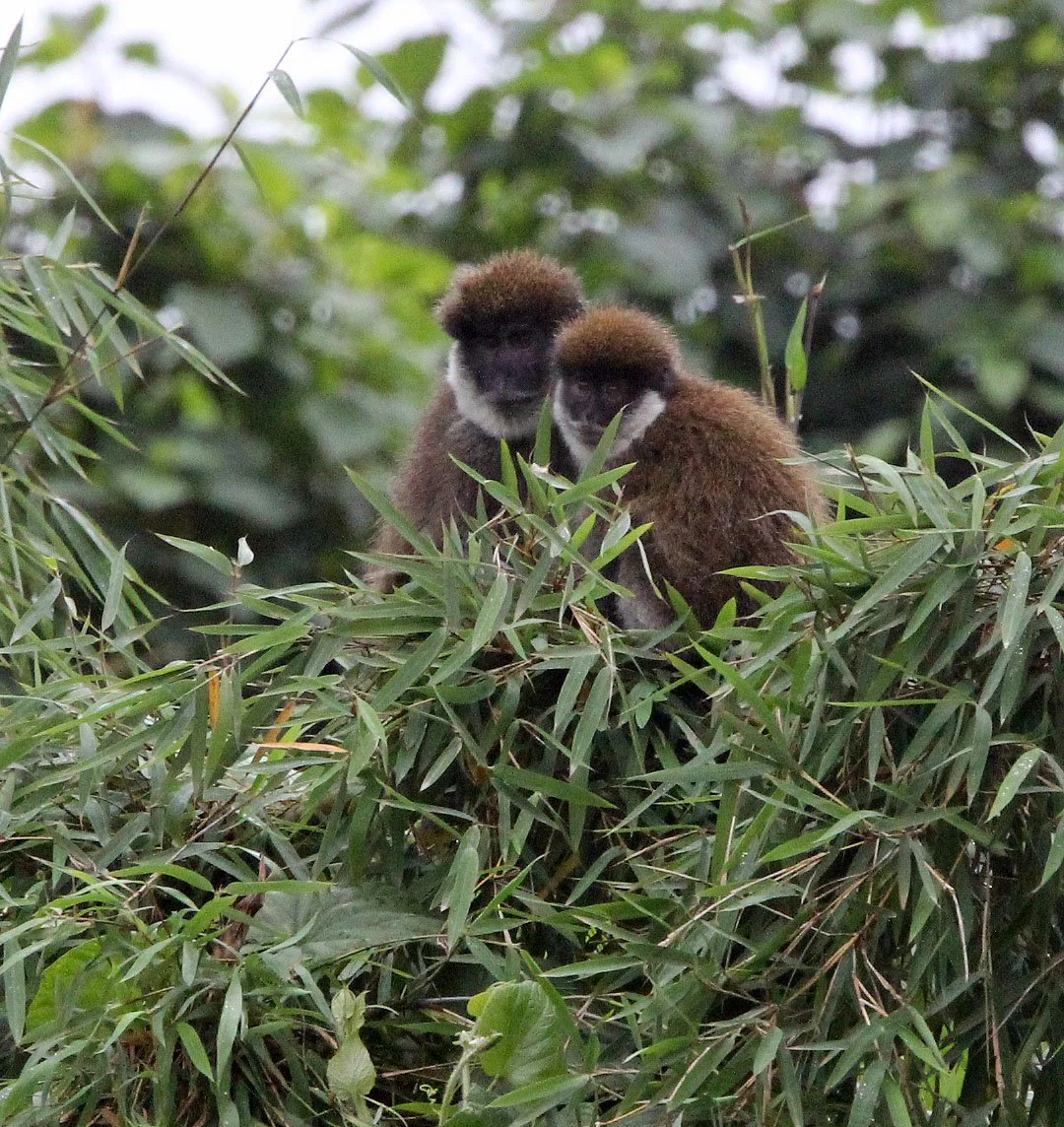 CERCOPITHECIDAE - Chlorocebus djamdjamensis - BALE MONKEY - HARENNA FOREST BALE MOUNTAINS NATIONAL PARK ETHIOPIA (246).JPG