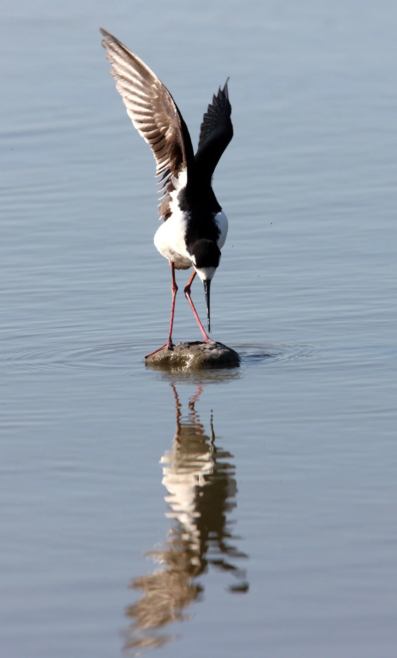 BIRD - STILT - BLACK-NECKED STILT - SAN JOAQUIN WILDLIFE REFUGE IRVINE CALIFORNIA (3).JPG