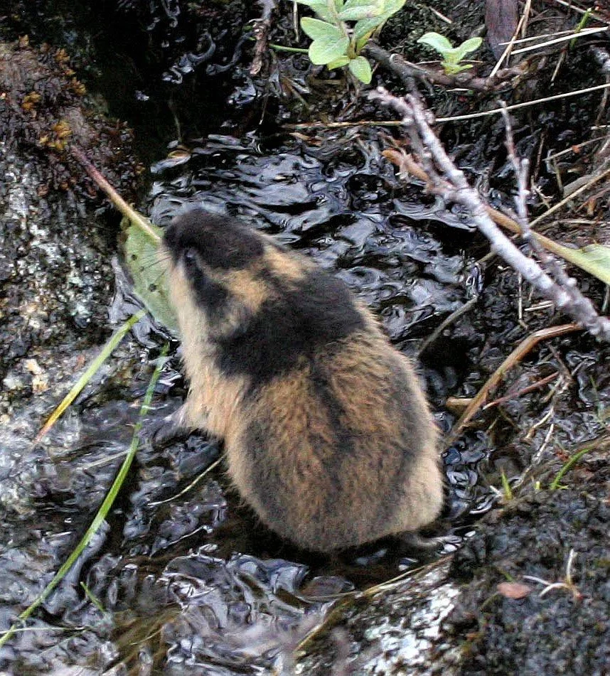 Lemmus lemmus - NORWAY LEMMING - DOVREFJELD NORWAY aa1.jpg