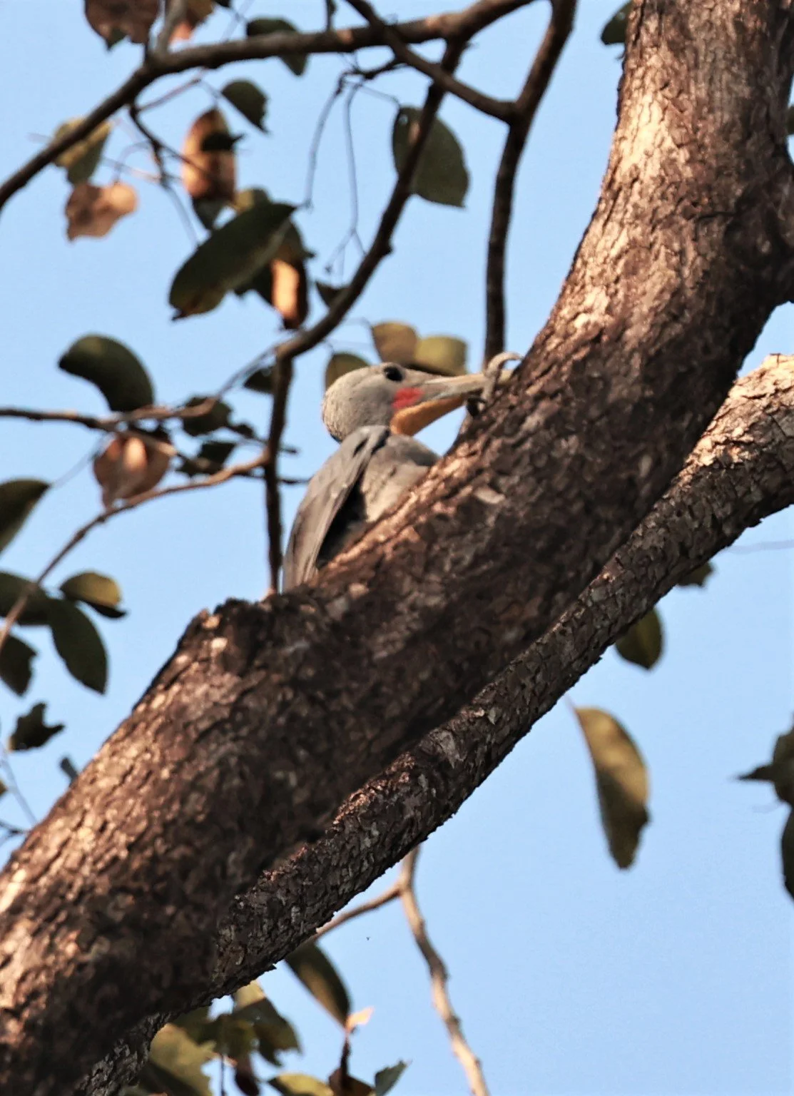 WOODPECKER - GREAT-SLATY WOODPECKER - Mulleripicus pulverulentus - HUAI KHA KAENG WILDLIFE SANCTUARY DEC 2022  (1).jpg
