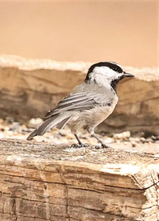 Poecile gambeli - MOUNTAIN CHICKADEE - IDYLLWILD NATURE CENTER SAN JACINTO MOUNTAINS CALIFORNIA PINE COVE  (1).jpg