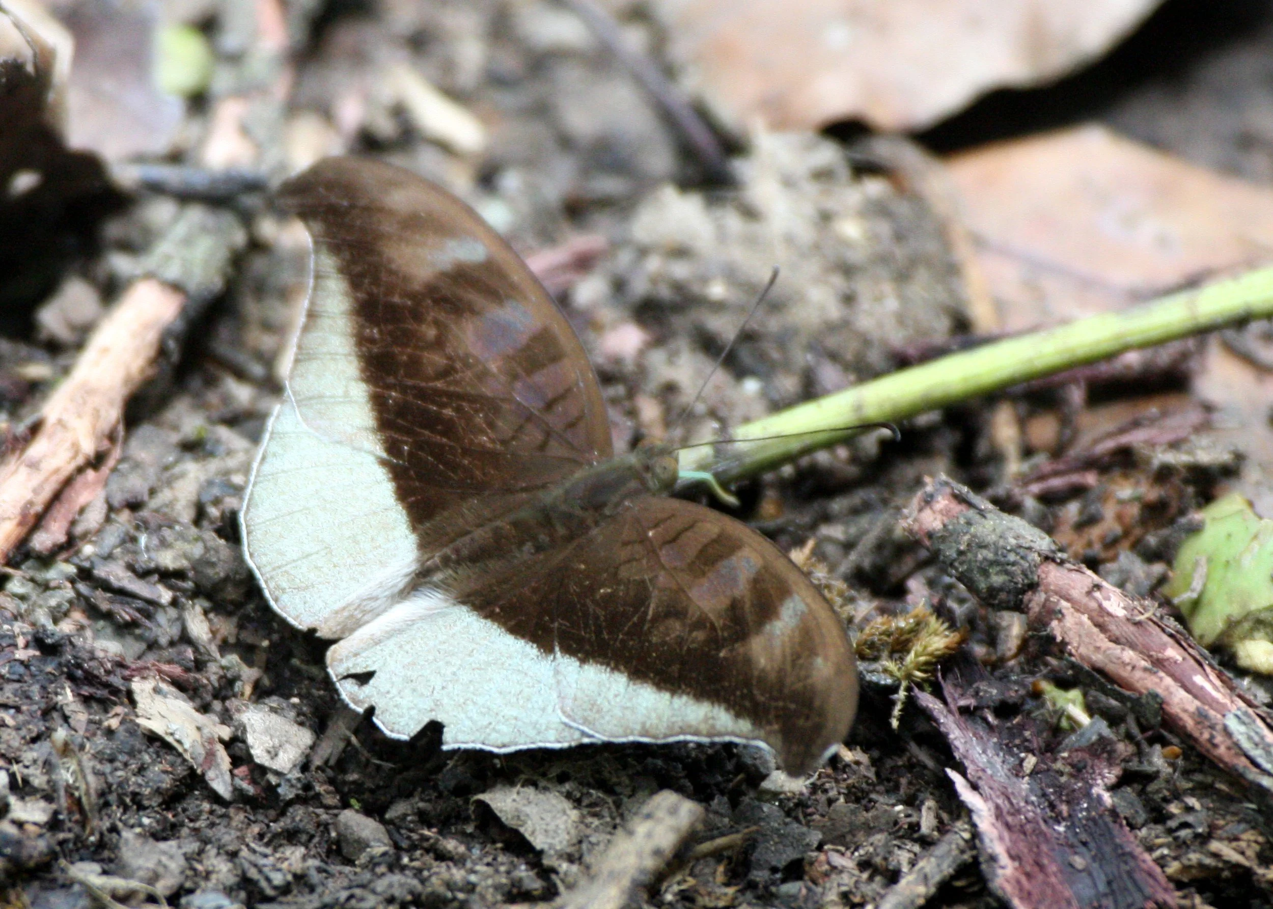 Nymphalidae - Lavender Count (Cynitia cocytus) Kaeng Krachan NP, Thailand